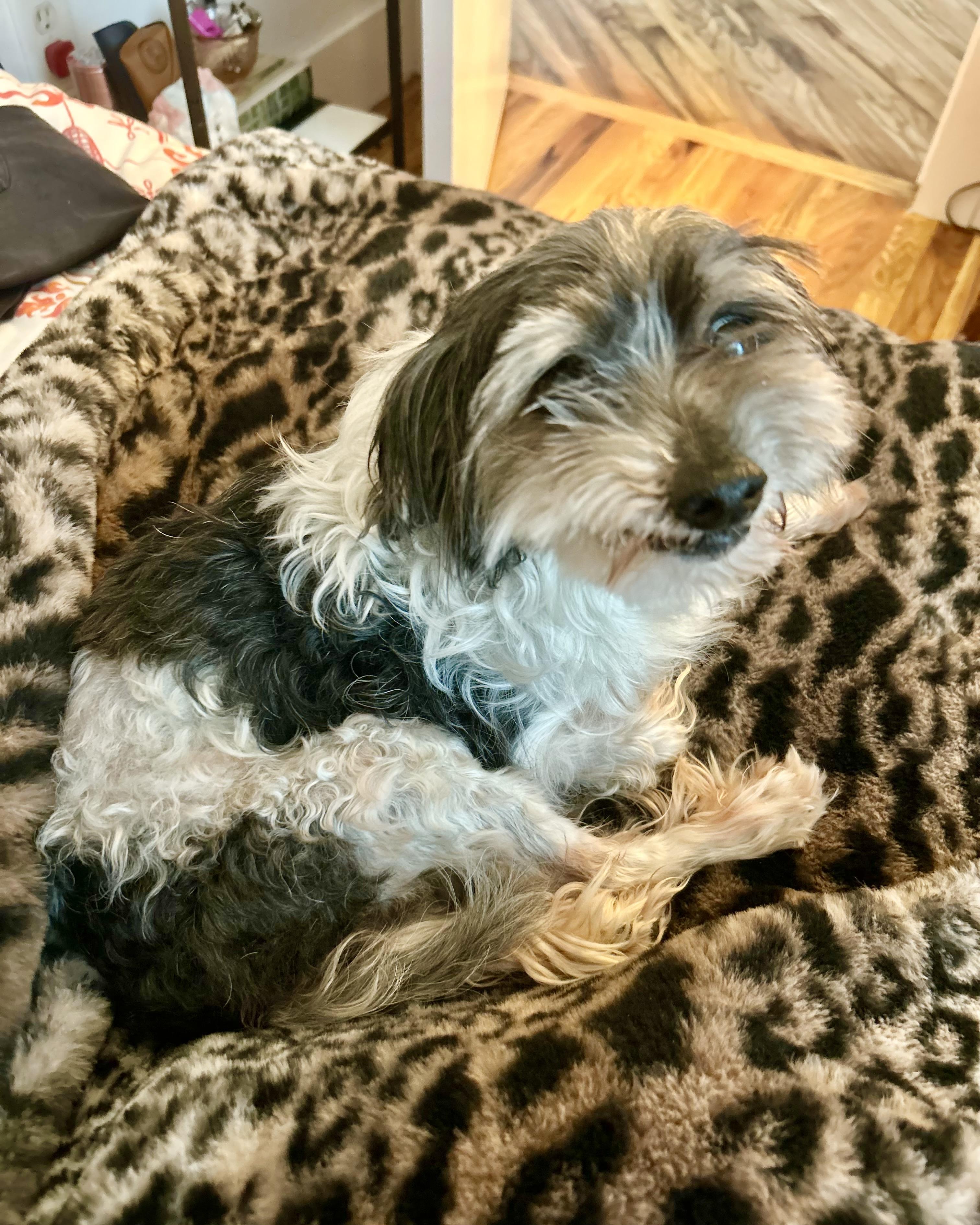 Enlarge Tony Leung, a ADOPTABLE mixed breed in New York, NY image 4/6