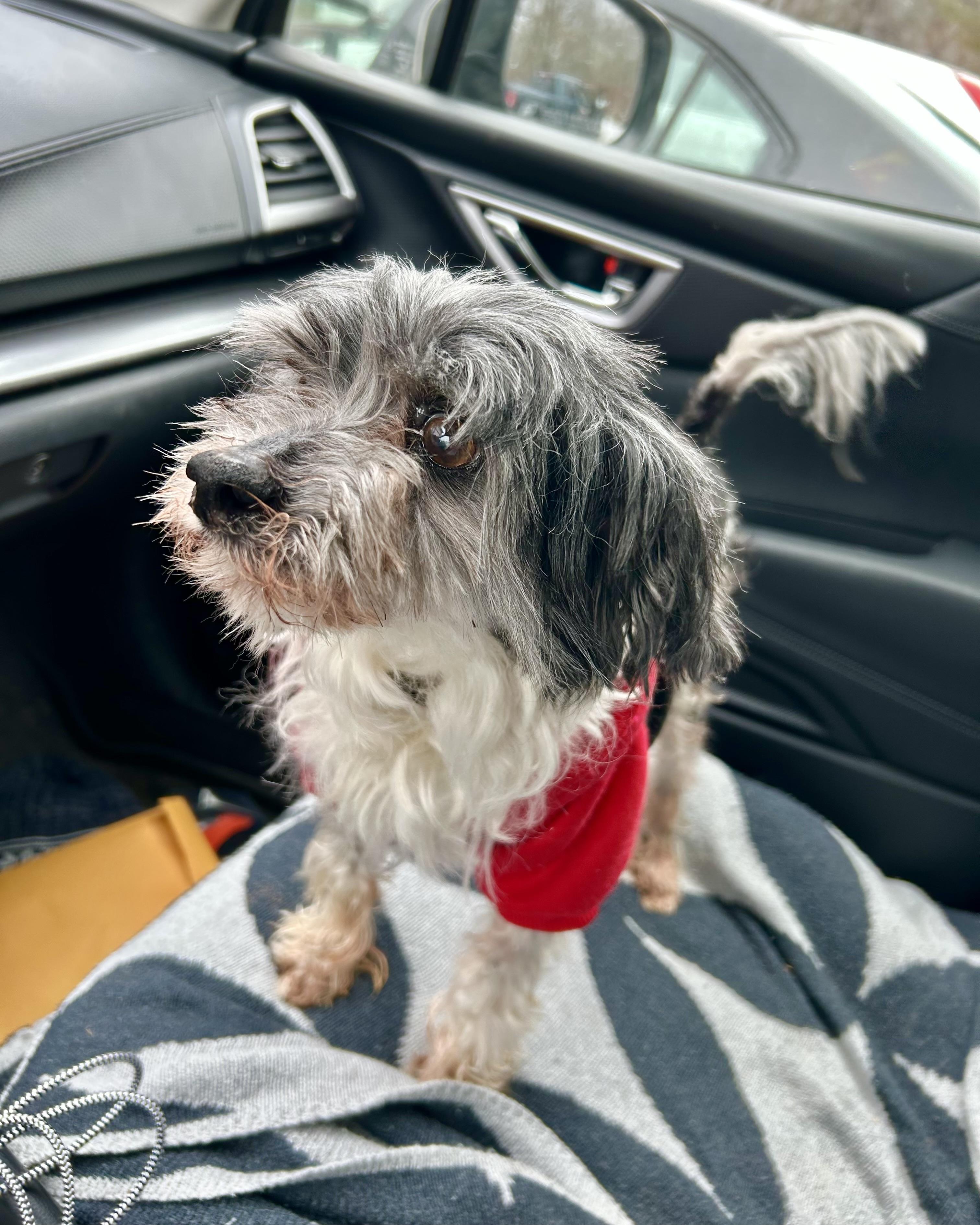 Enlarge Tony Leung, a ADOPTABLE mixed breed in New York, NY image 5/6