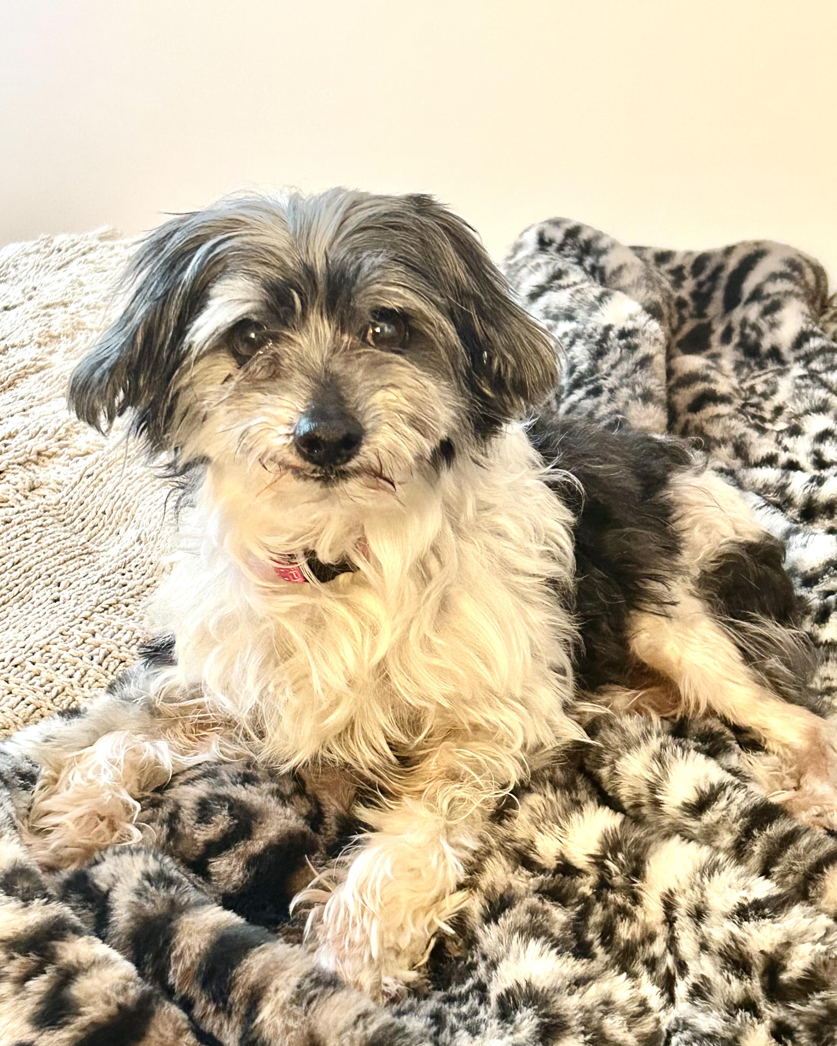 Enlarge Tony Leung, a ADOPTABLE mixed breed in New York, NY image 1/6