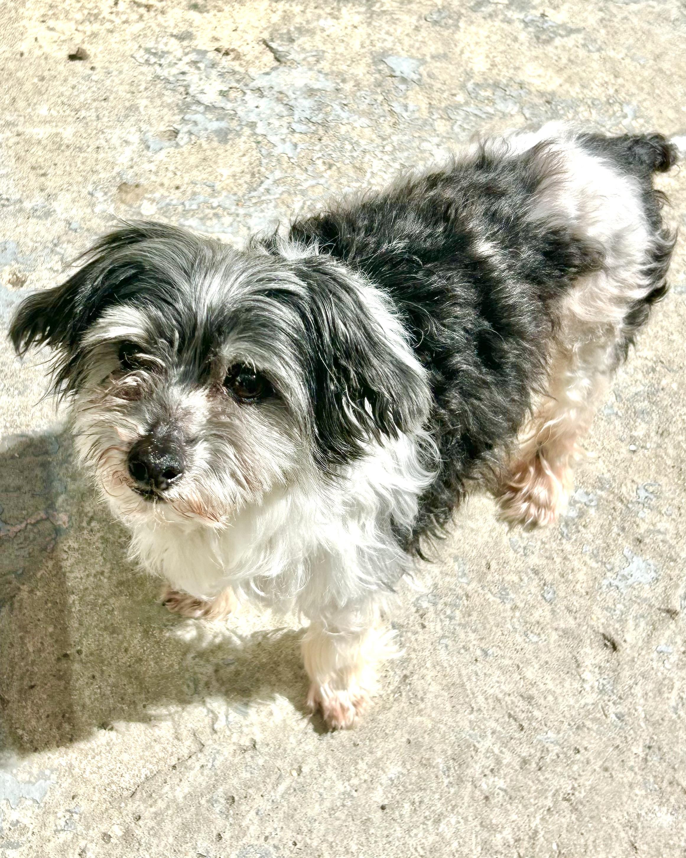 Enlarge Tony Leung, a ADOPTABLE mixed breed in New York, NY image 3/6