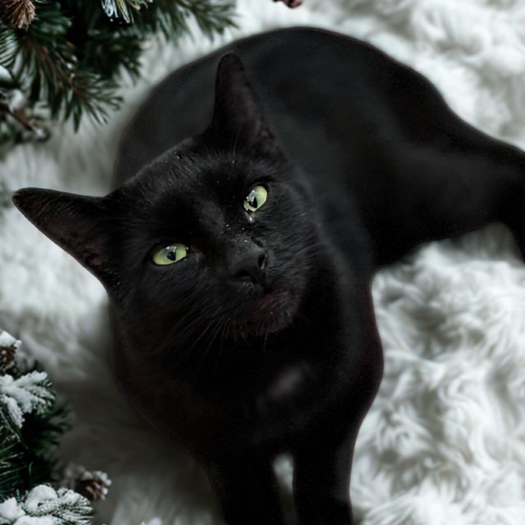 Enlarge Puddin', a Adoptable Domestic Short Hair in Oceanside, NY image 1/1