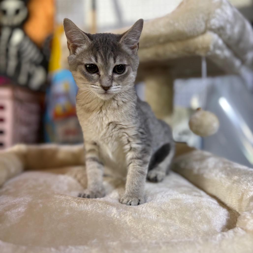 Enlarge Elsa, a Adoptable Domestic Short Hair in Odenville, AL image 1/1