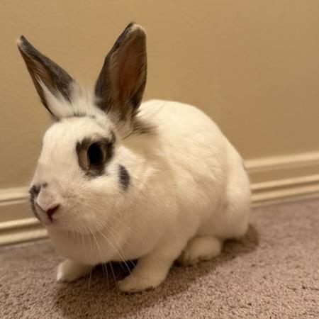 Enlarge Peaches, a Adoptable mixed breed in Portland, OR image 2/6