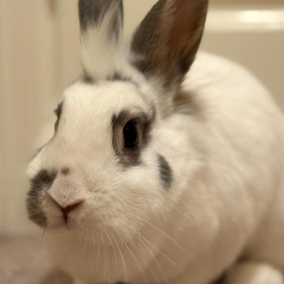 Enlarge Peaches, a Adoptable mixed breed in Portland, OR image 3/6