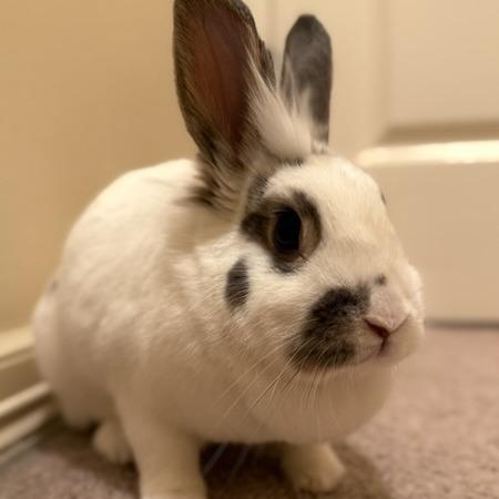 Enlarge Peaches, a Adoptable mixed breed in Portland, OR image 4/6