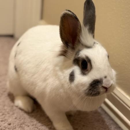 Enlarge Peaches, a Adoptable mixed breed in Portland, OR image 5/6