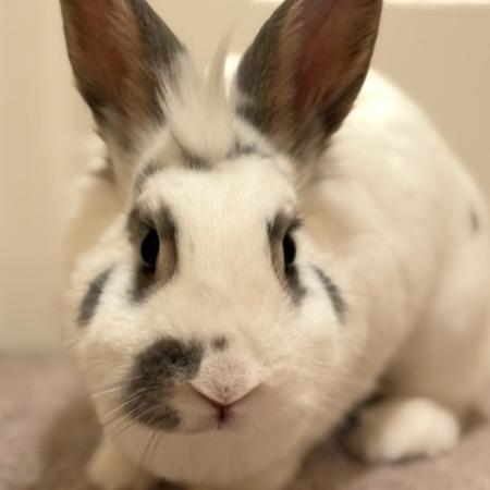 Enlarge Peaches, a Adoptable mixed breed in Portland, OR image 6/6