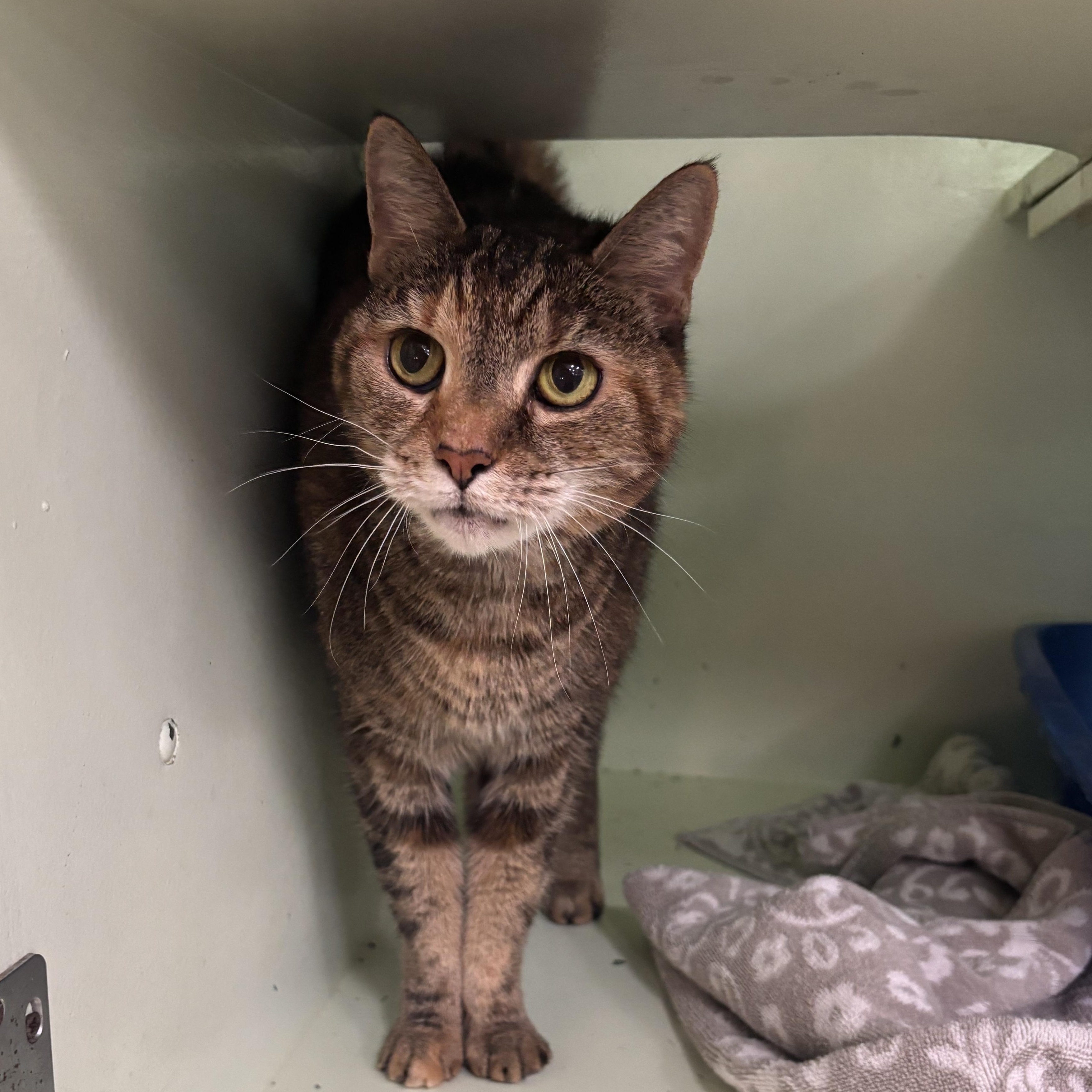 Daisy, adopted, Senior Female Domestic Short Hair.