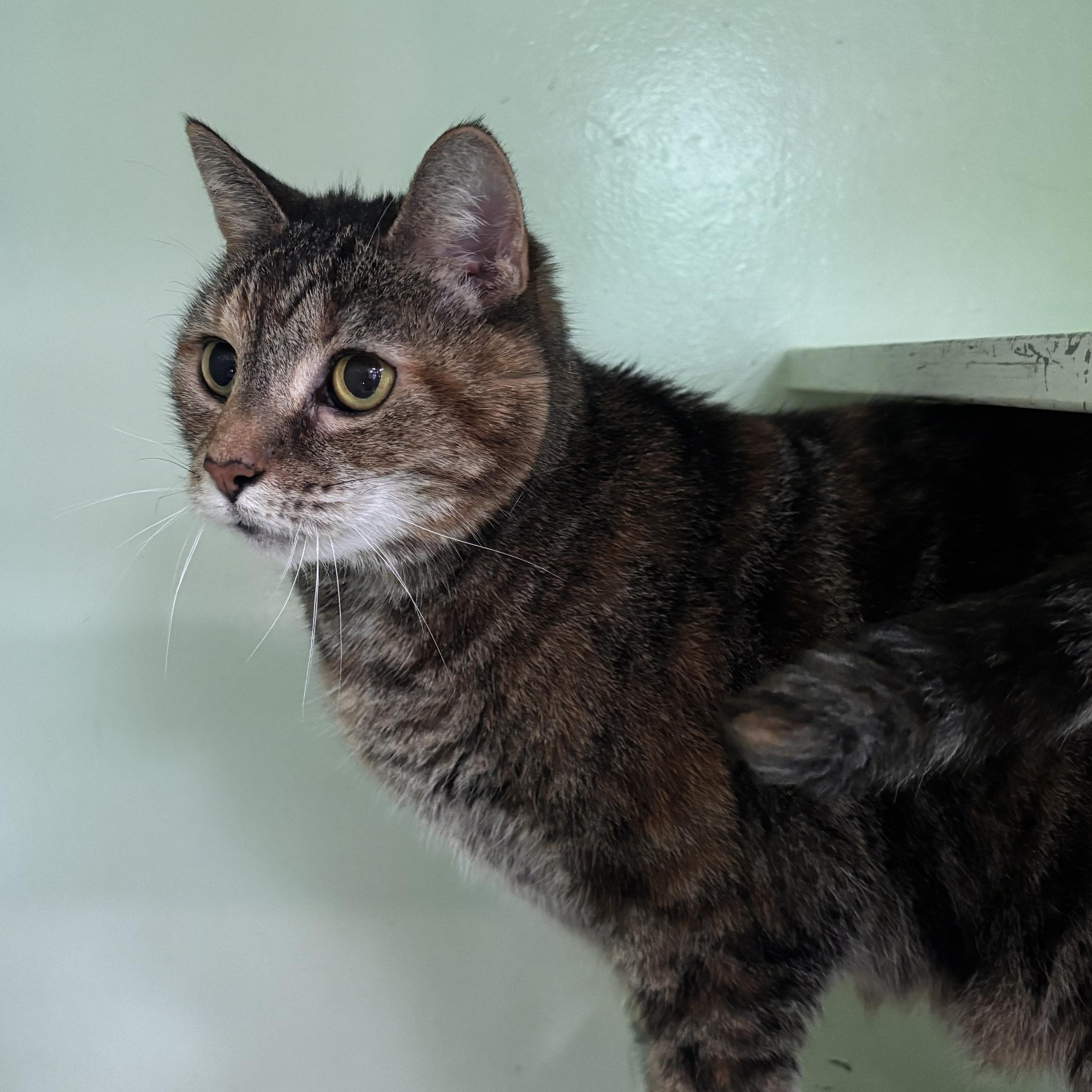 Enlarge Daisy, an adopted mixed breed in Charleston, SC image 2/2