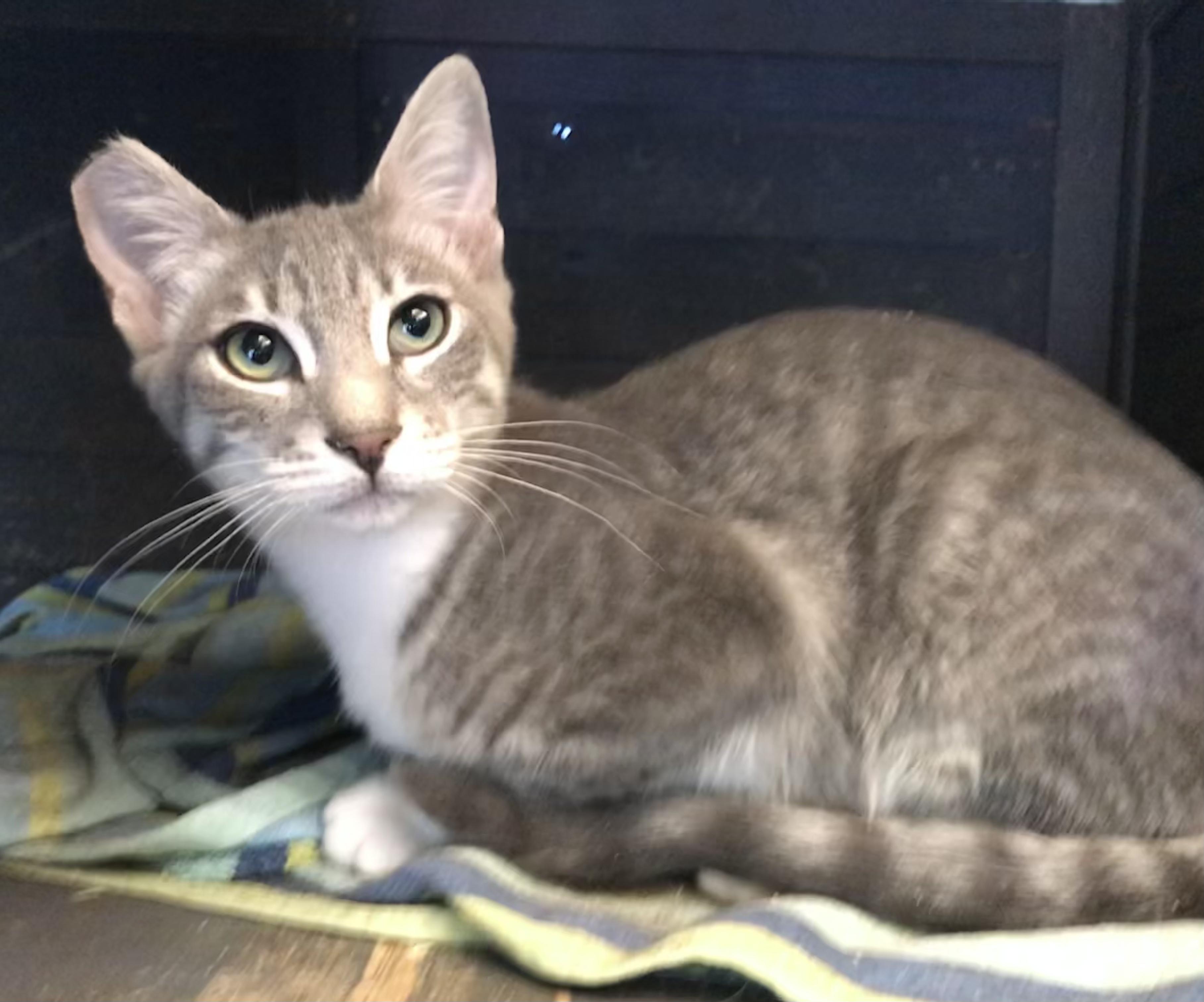 Enlarge Rocky, a Adoptable American Shorthair in Vallejo, CA image 1/5