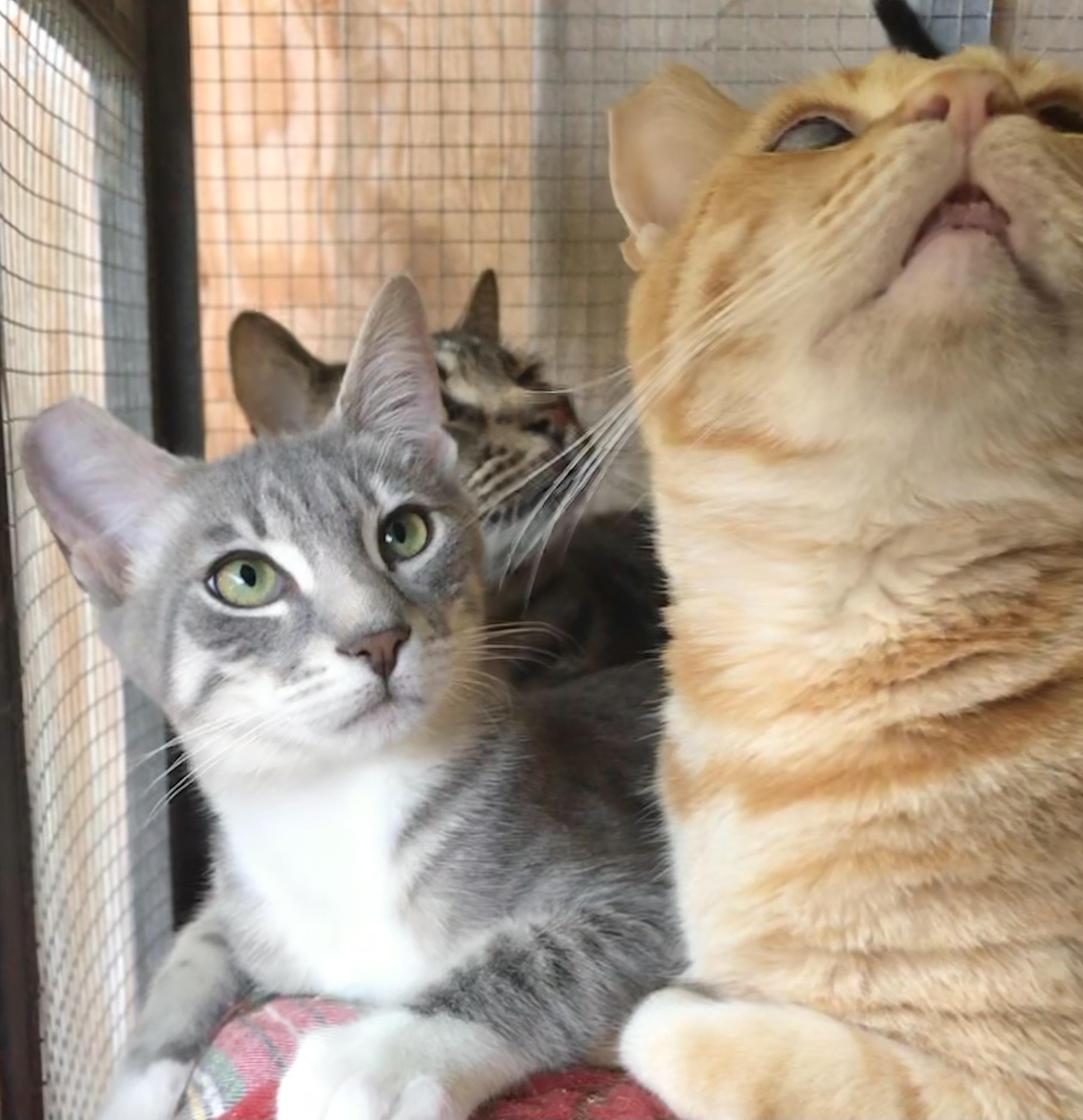 Enlarge Rocky, a Adoptable American Shorthair in Vallejo, CA image 2/5
