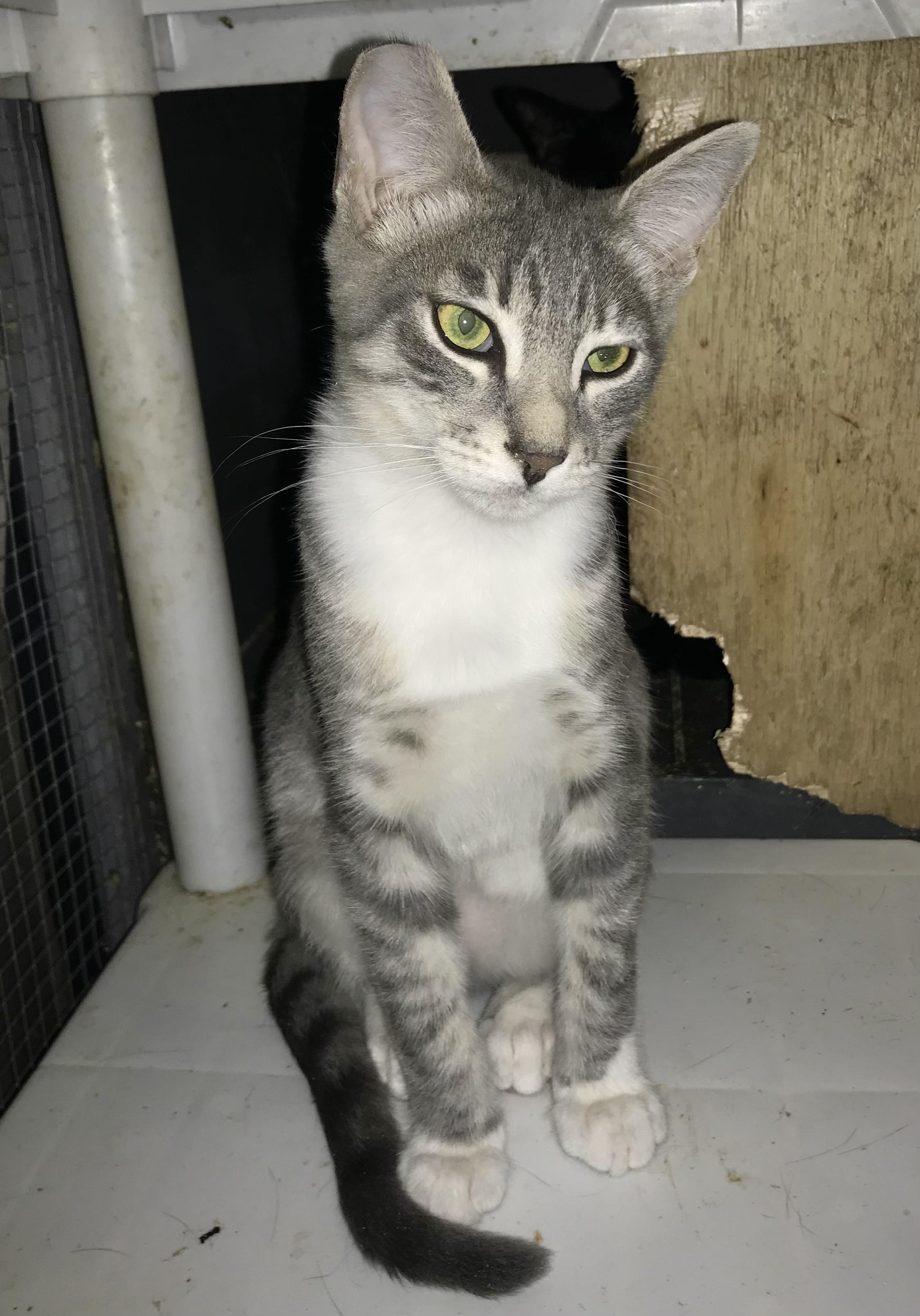 Enlarge Rocky, a Adoptable American Shorthair in Vallejo, CA image 3/5
