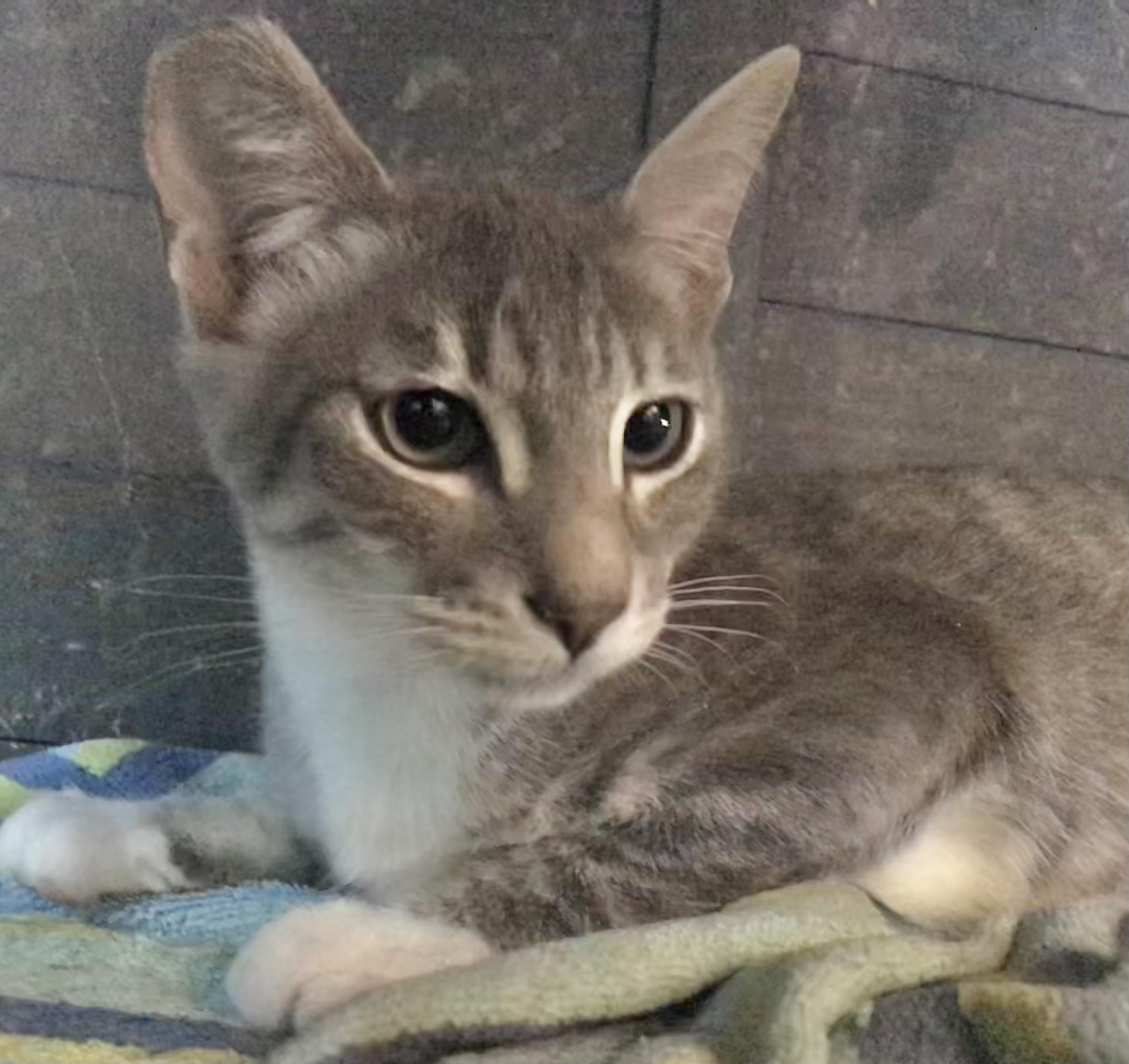 Enlarge Rocky, a Adoptable American Shorthair in Vallejo, CA image 4/5