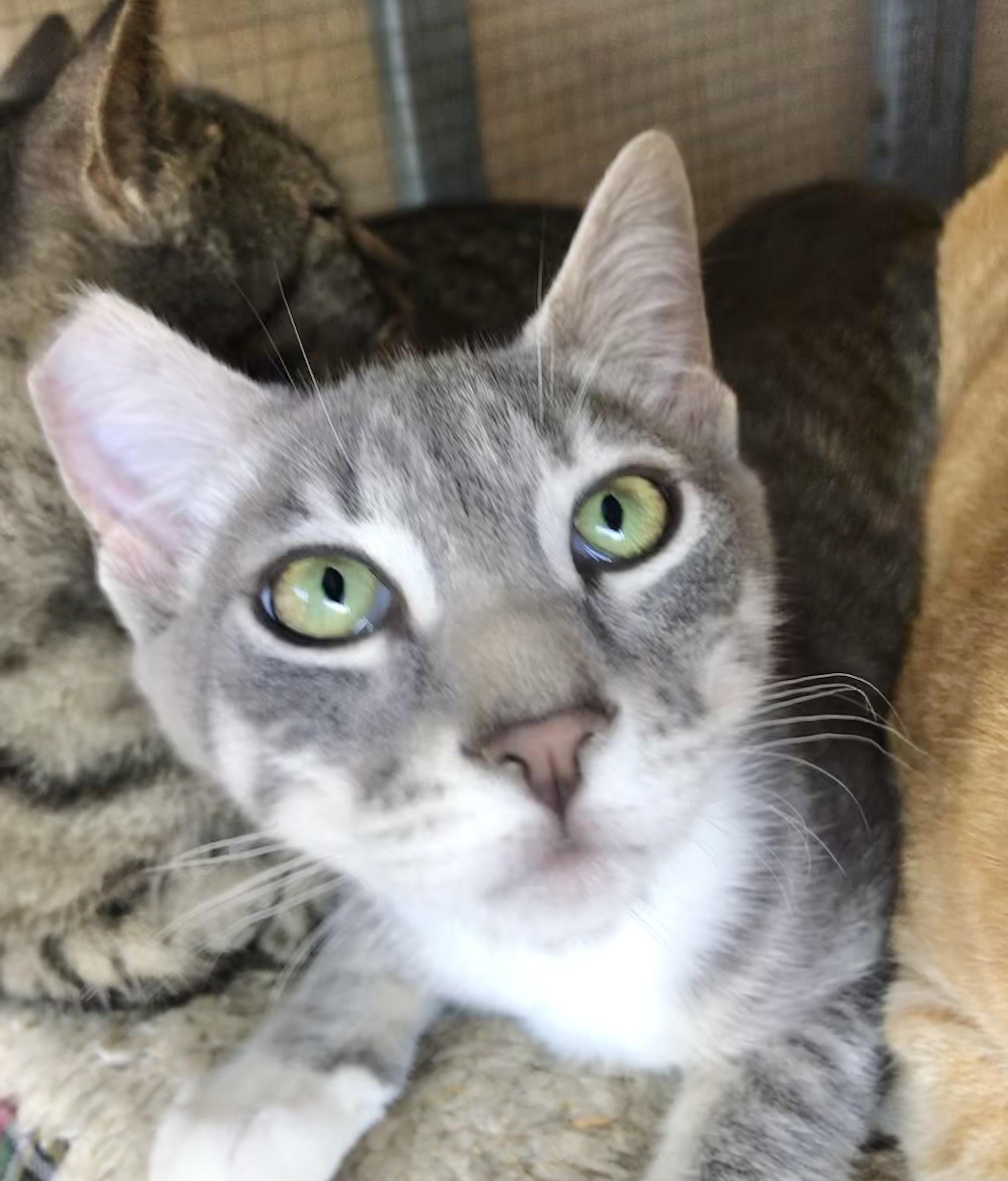 Enlarge Rocky, a Adoptable American Shorthair in Vallejo, CA image 5/5