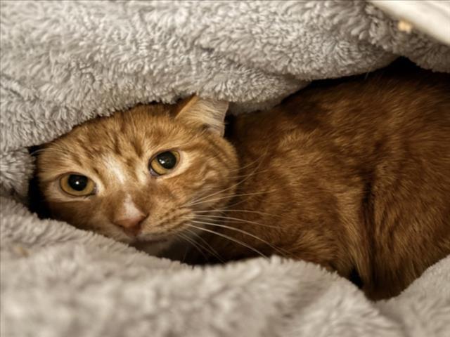 SUNNY, Adoptable, Adult Male Domestic Short Hair.