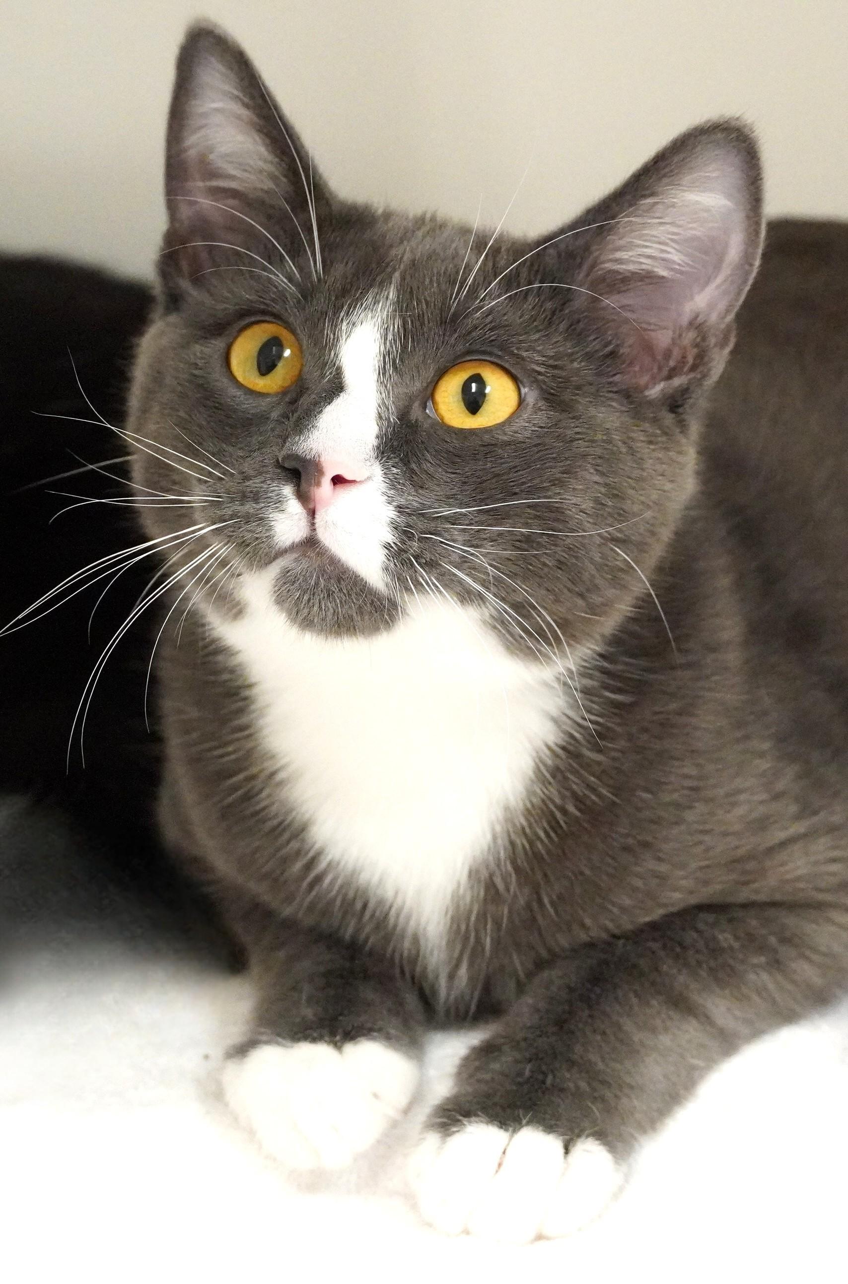 Nub Nub, ADOPTABLE, Kitten Male Domestic Short Hair.