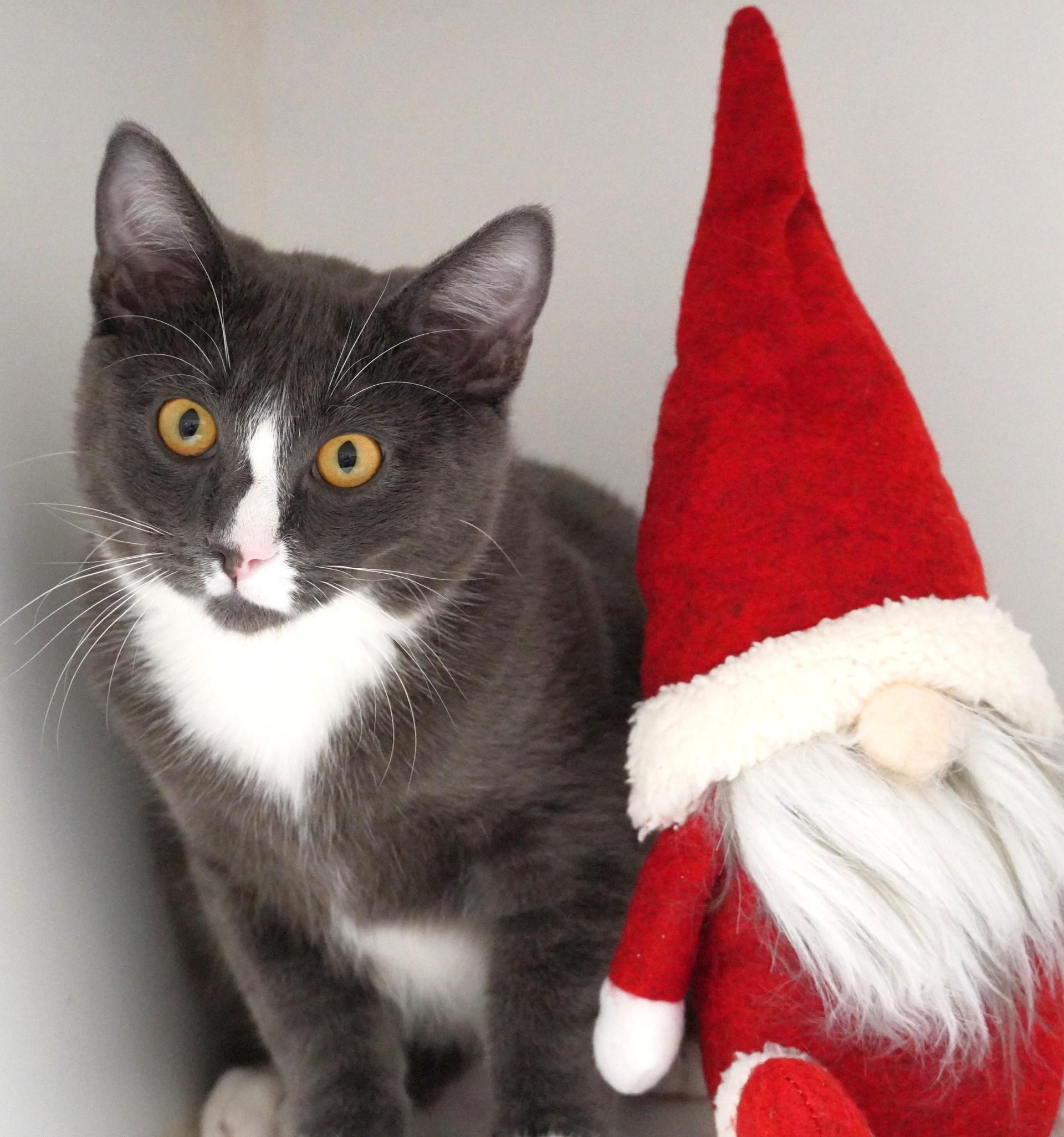 Enlarge Nub Nub, a ADOPTABLE mixed breed in Grants Pass, OR image 2/2