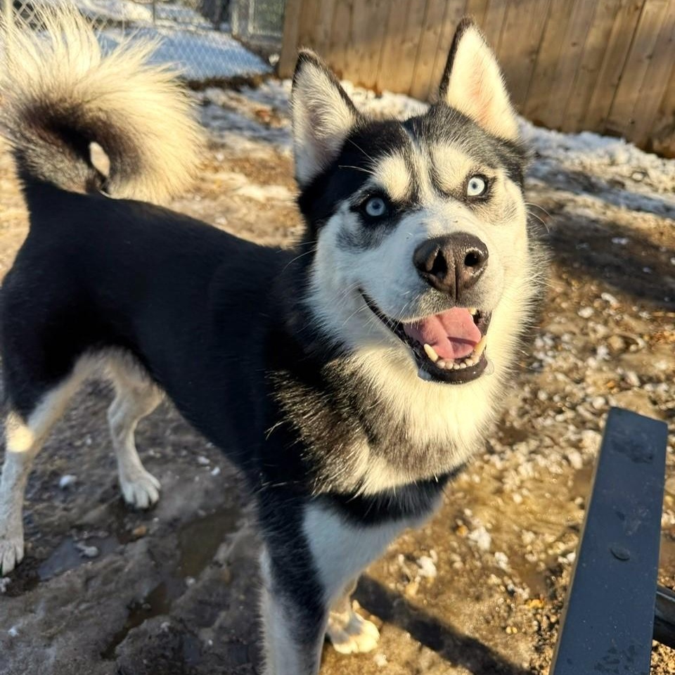 Enlarge Buster, a Adoptable Husky in Brookhaven, NY image 2/5