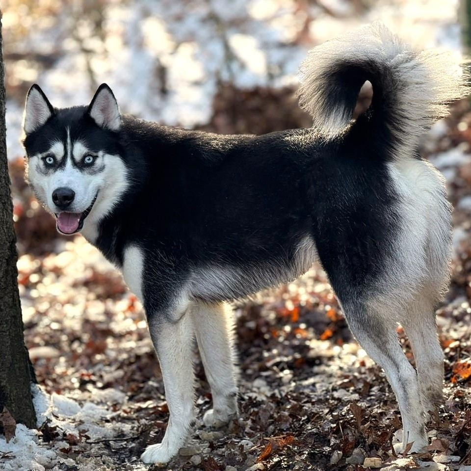 Enlarge Buster, a Adoptable Husky in Brookhaven, NY image 4/5