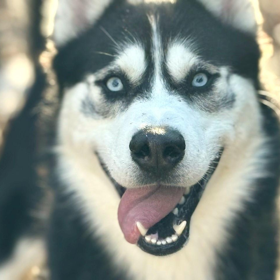 Enlarge Buster, a Adoptable Husky in Brookhaven, NY image 1/5