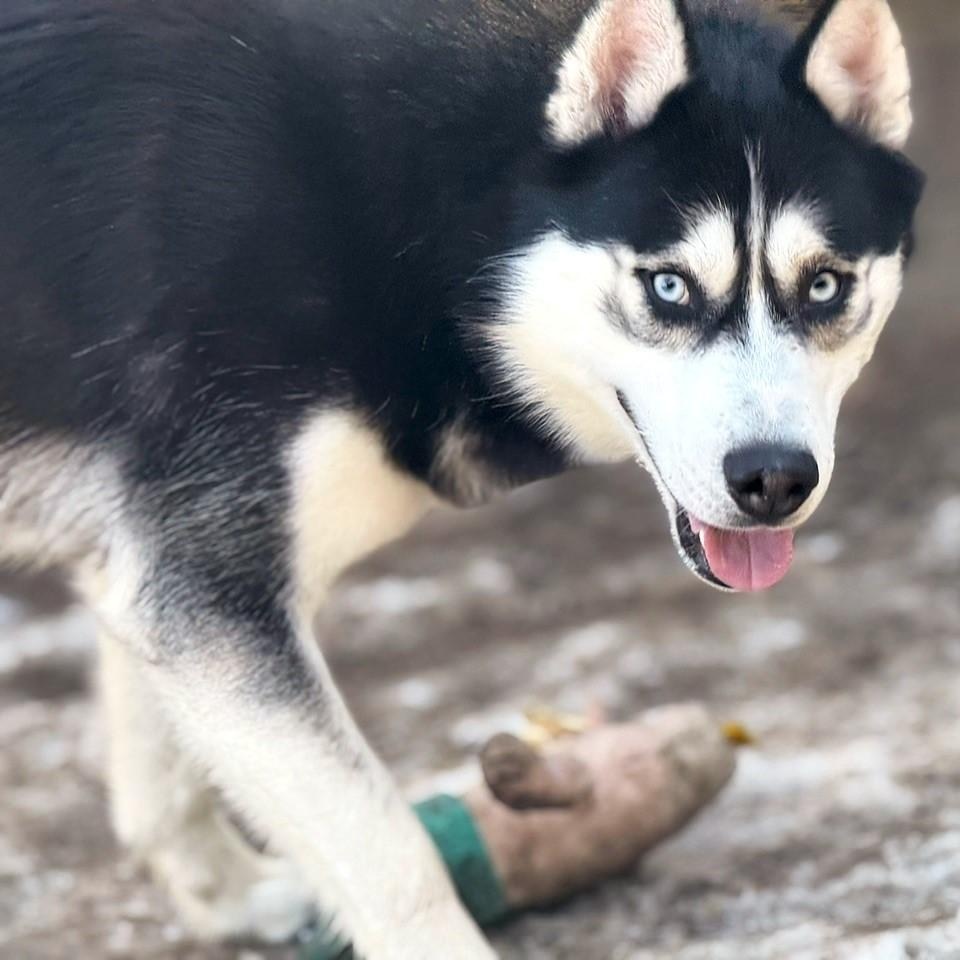 Enlarge Buster, a Adoptable Husky in Brookhaven, NY image 5/5