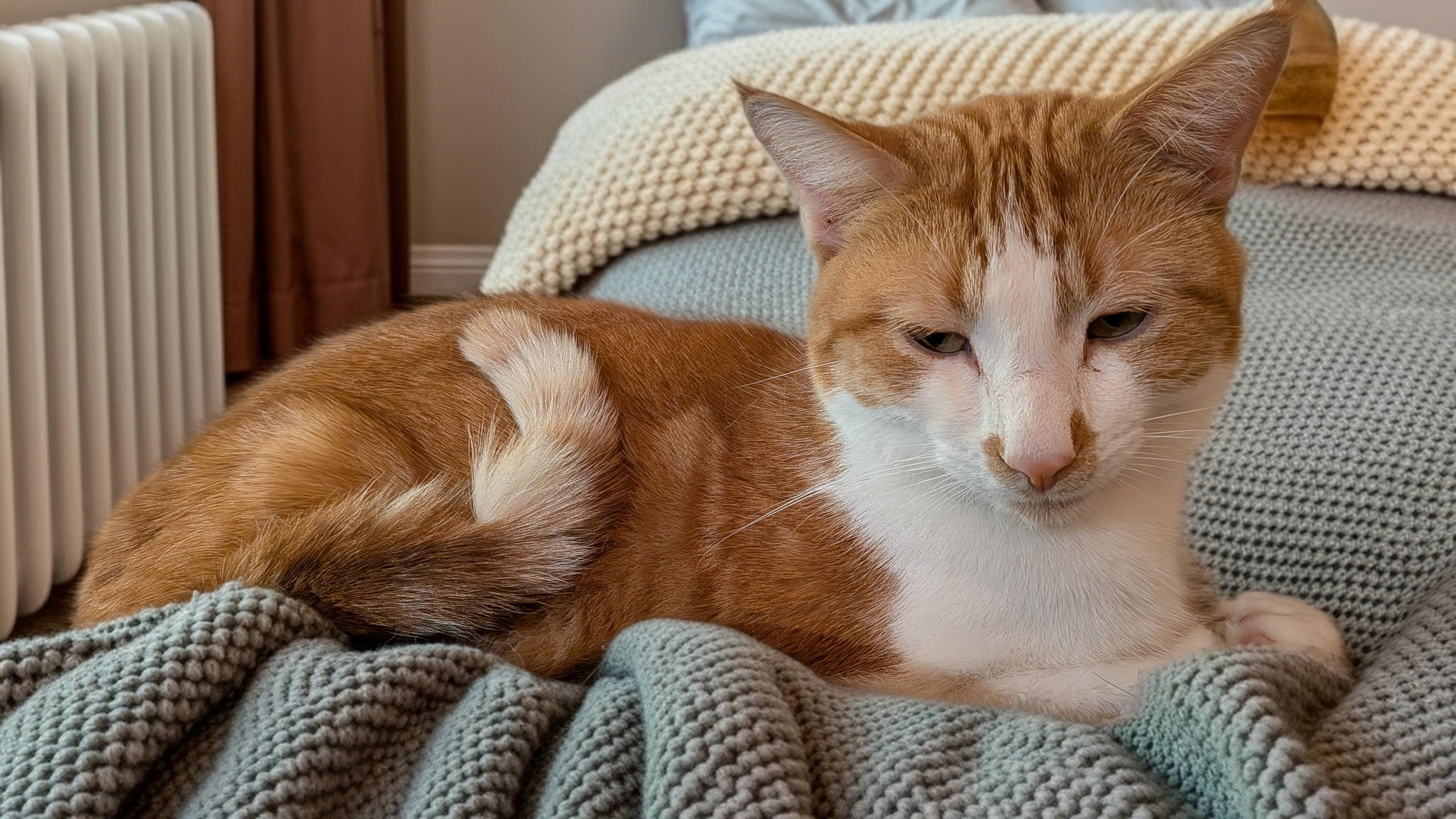 Enlarge Isaac (and Ivory), a Adoptable Domestic Short Hair in Owatonna, MN image 2/6