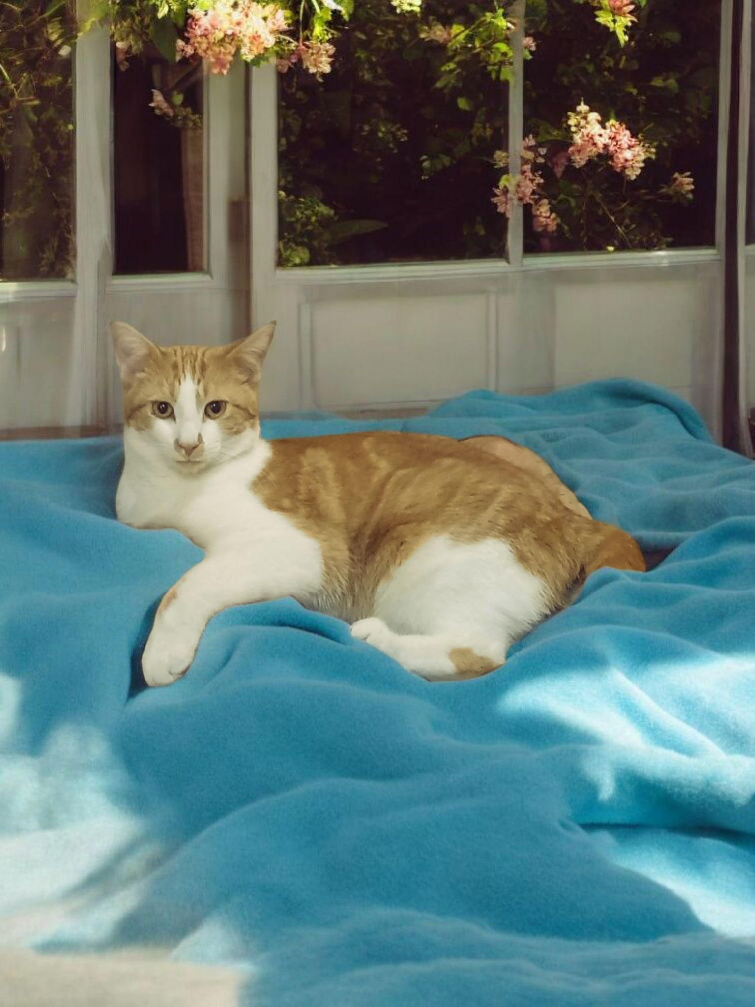 Isaac, Adoptable, Young Male Domestic Short Hair.