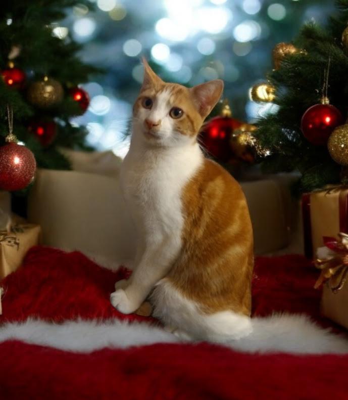 Isaac, Adoptable, Young Male Domestic Short Hair.