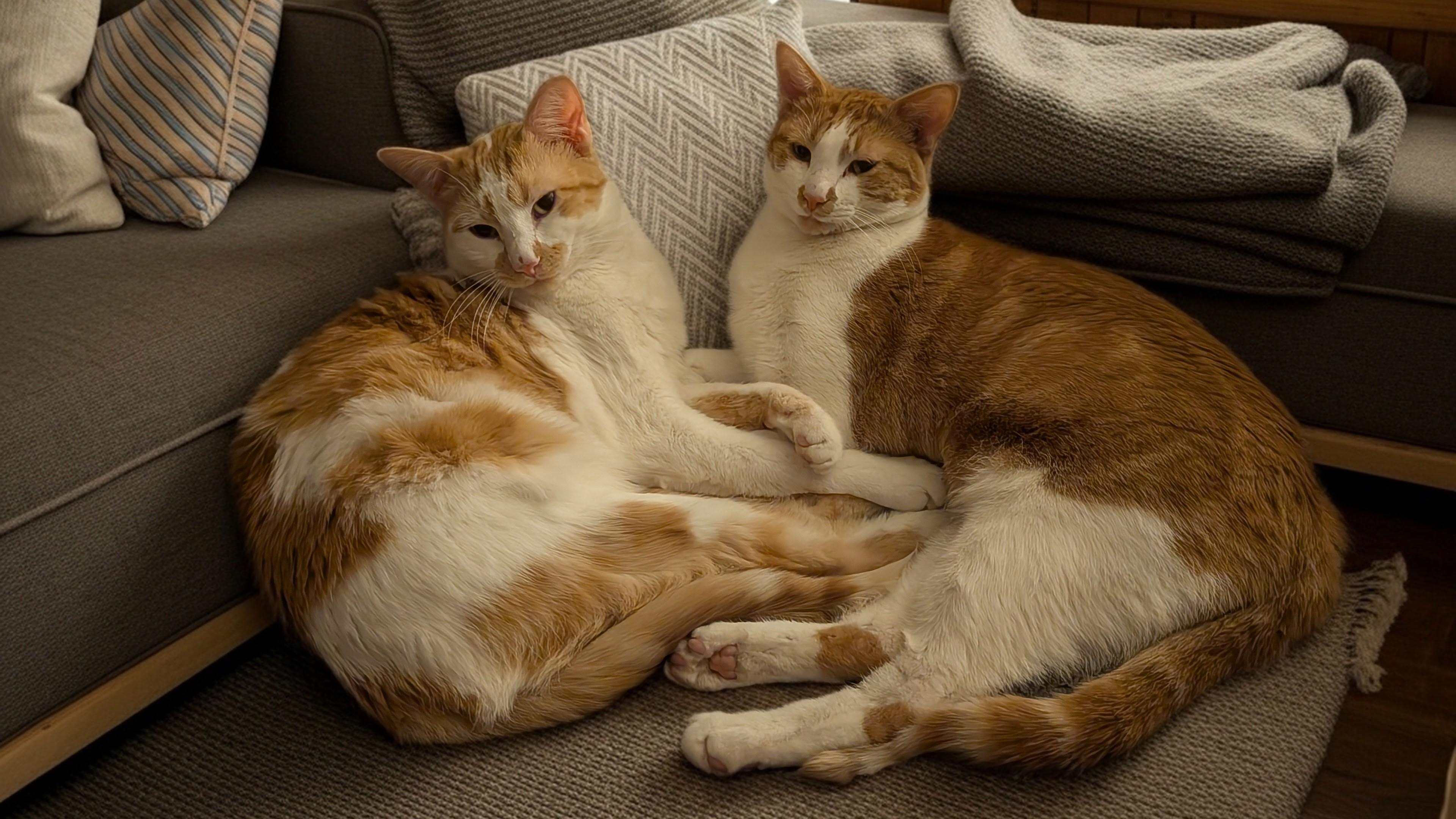 Enlarge Isaac (and Ivory), a Adoptable Domestic Short Hair in Owatonna, MN image 3/6