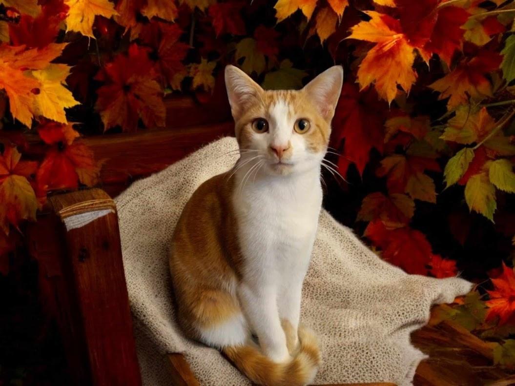 Enlarge Isaac, a Adoptable Domestic Short Hair in Owatonna, MN image 4/5