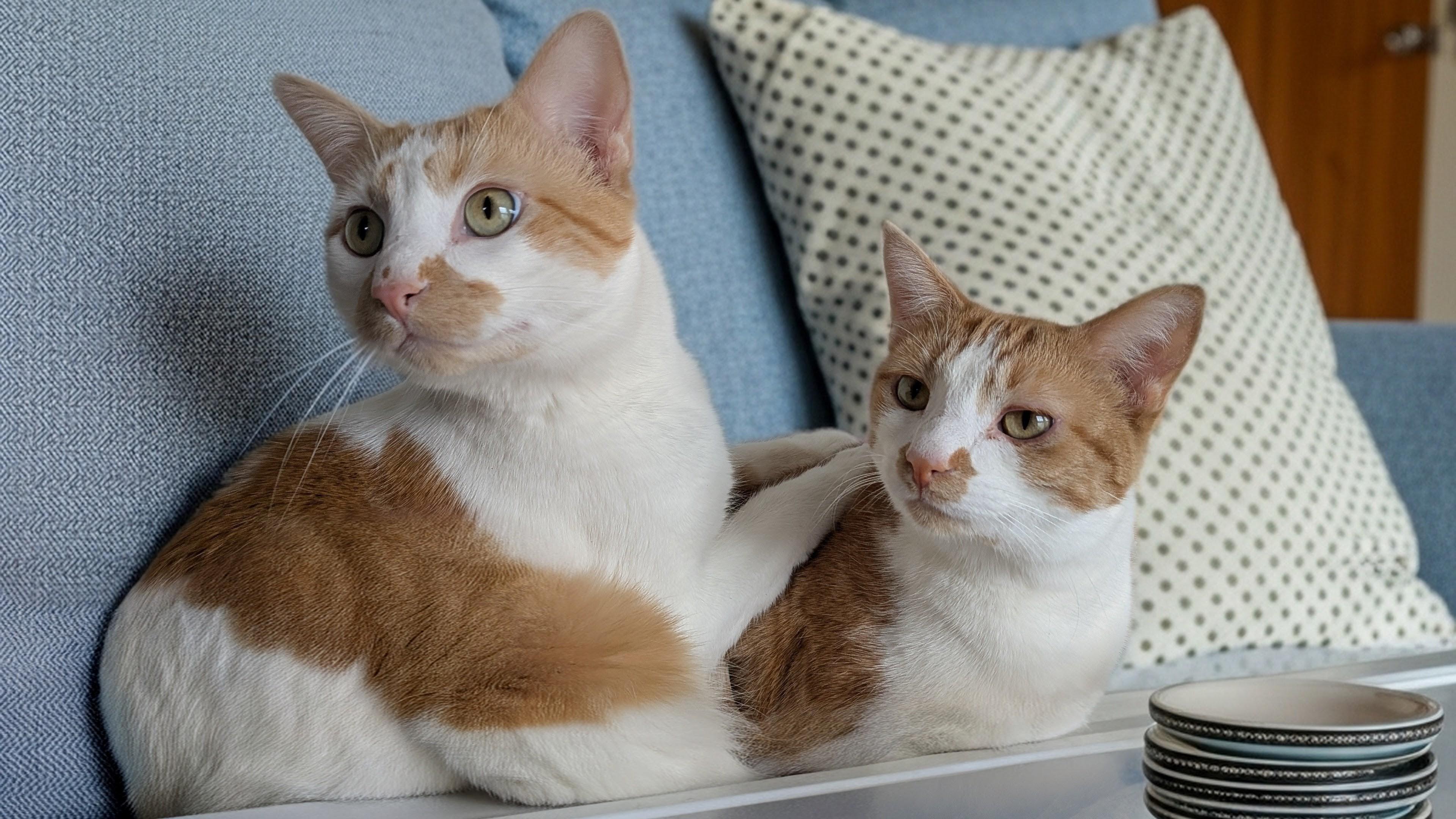 Enlarge Isaac (and Ivory), a Adoptable Domestic Short Hair in Owatonna, MN image 4/6
