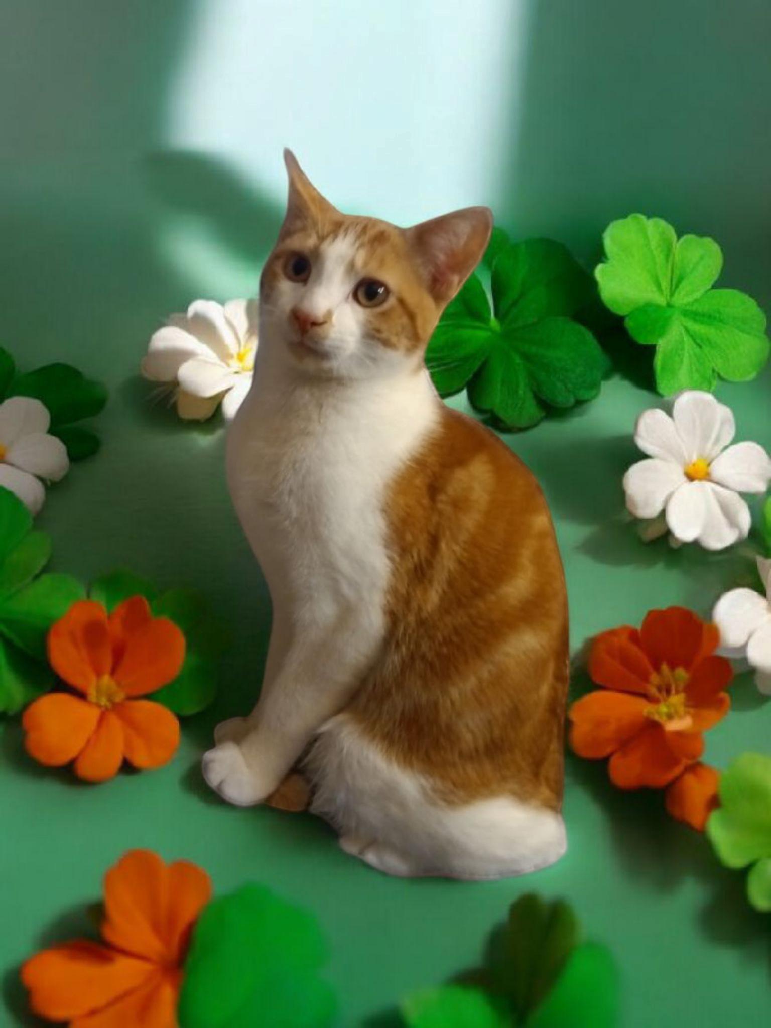 Isaac (and Ivory), Adoptable, Adult Male Domestic Short Hair.