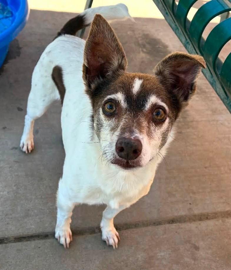Jack Modesto, a ADOPTABLE mixed breed in Portland, OR image 6/6