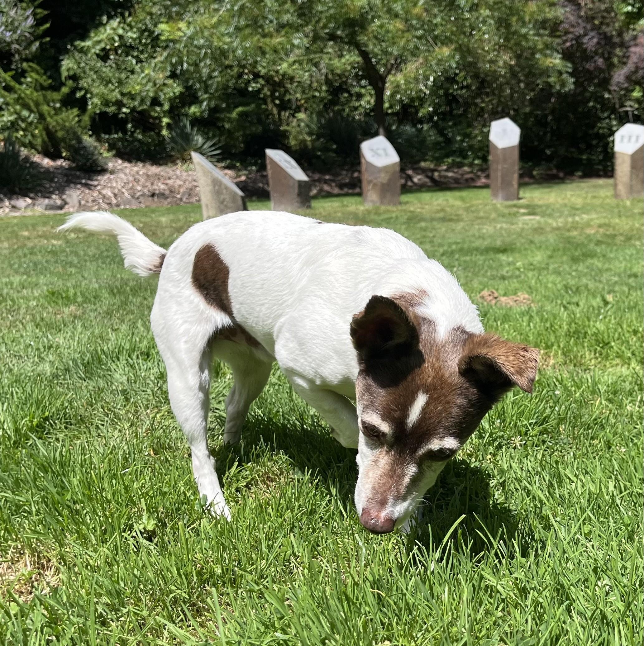 Jack Modesto, a ADOPTABLE mixed breed in Portland, OR image 2/6