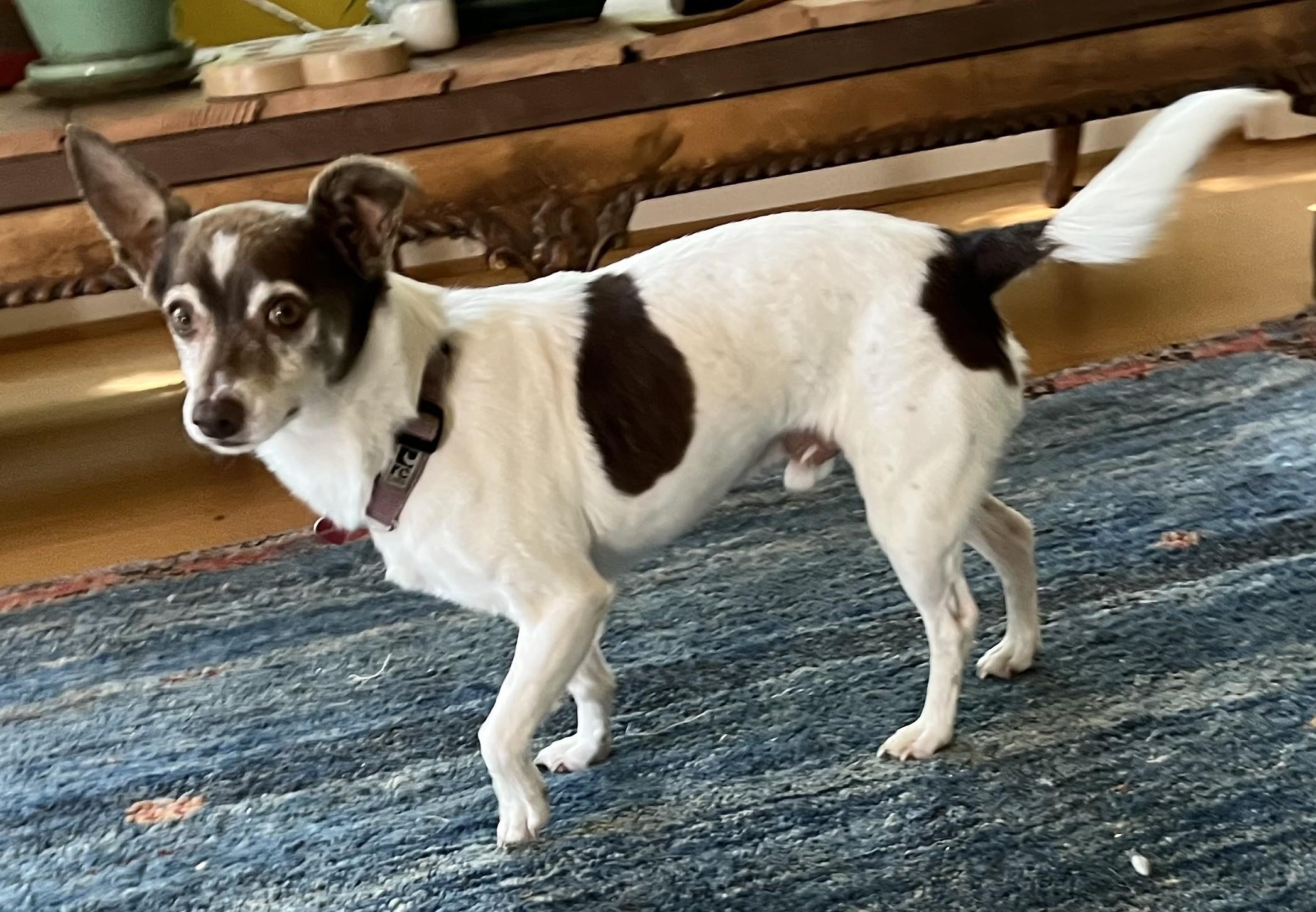 Jack Modesto, a ADOPTABLE mixed breed in Portland, OR image 4/6
