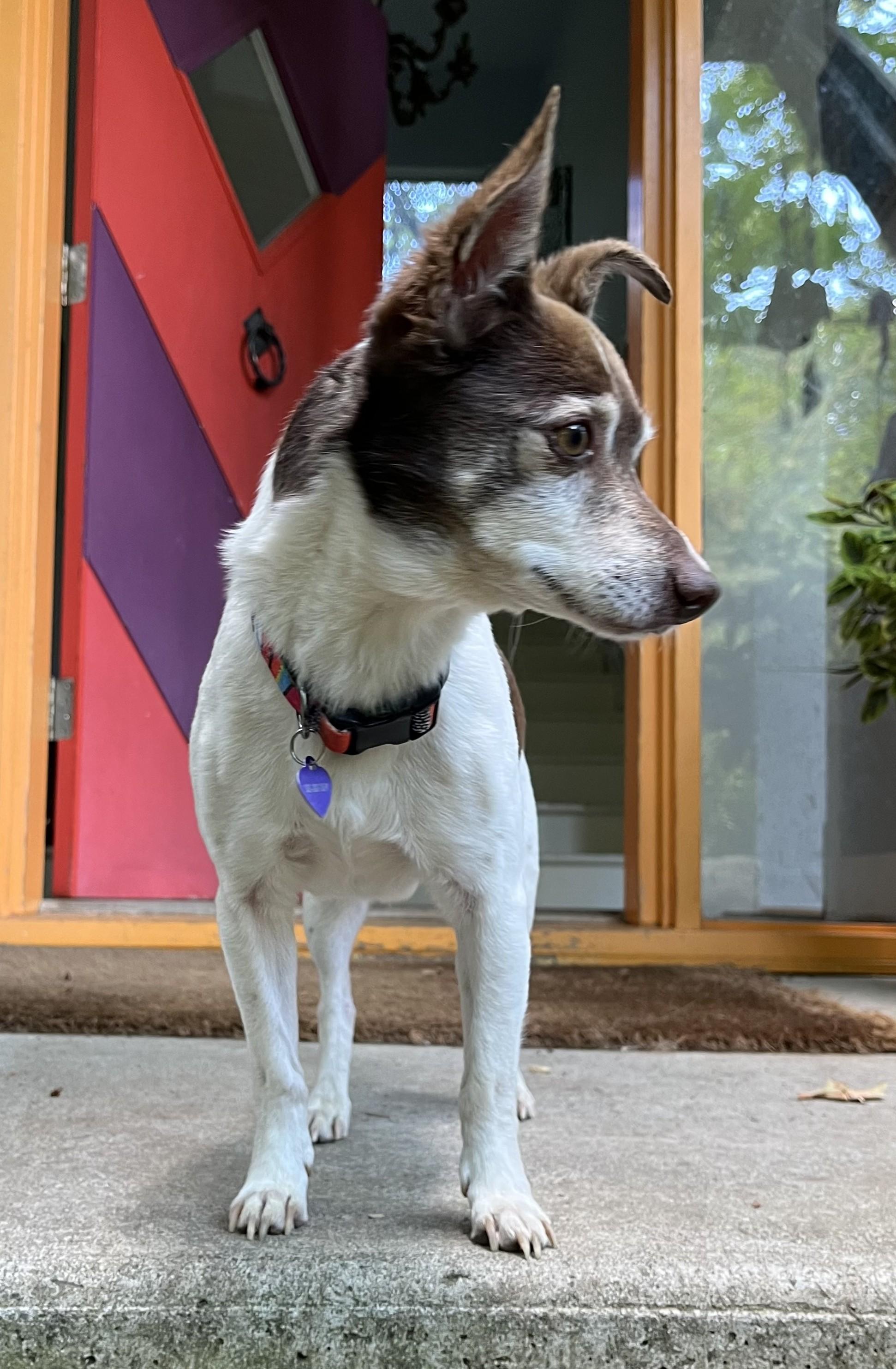 Jack Modesto, ADOPTABLE, Senior Male Jack Russell Terrier.