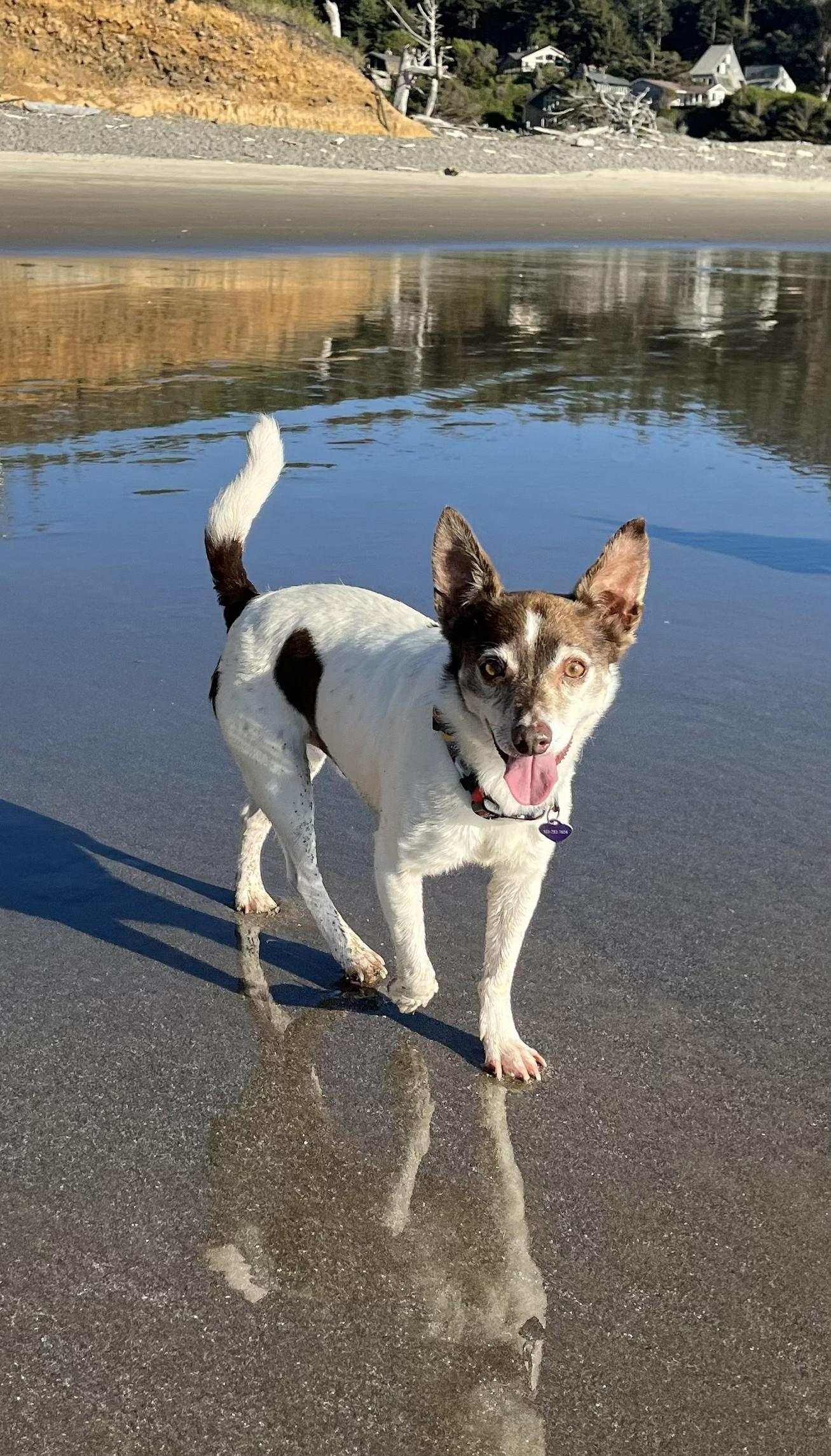Jack Modesto, ADOPTABLE, Senior Male Jack Russell Terrier.