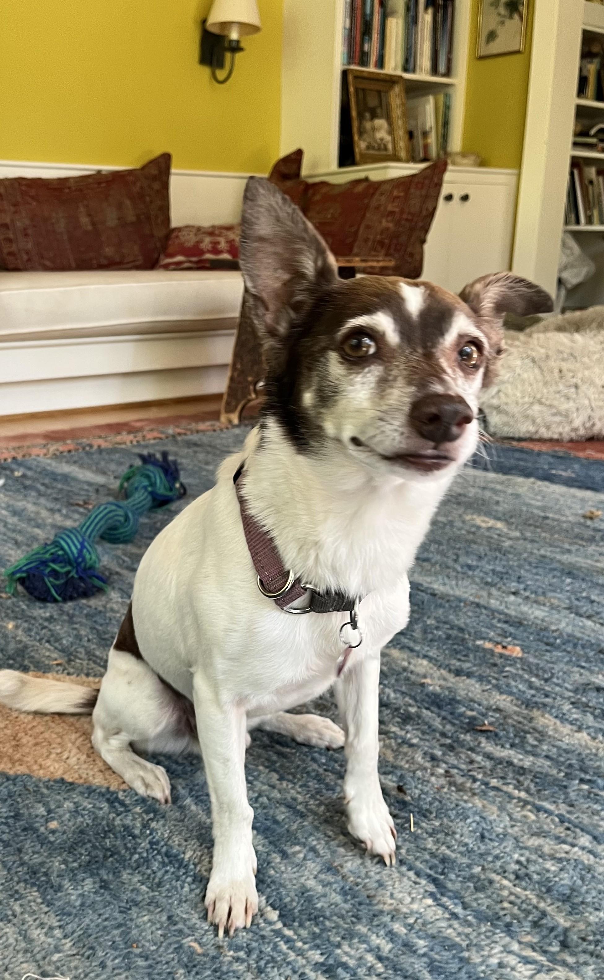 Jack Modesto, a ADOPTABLE mixed breed in Portland, OR image 3/6