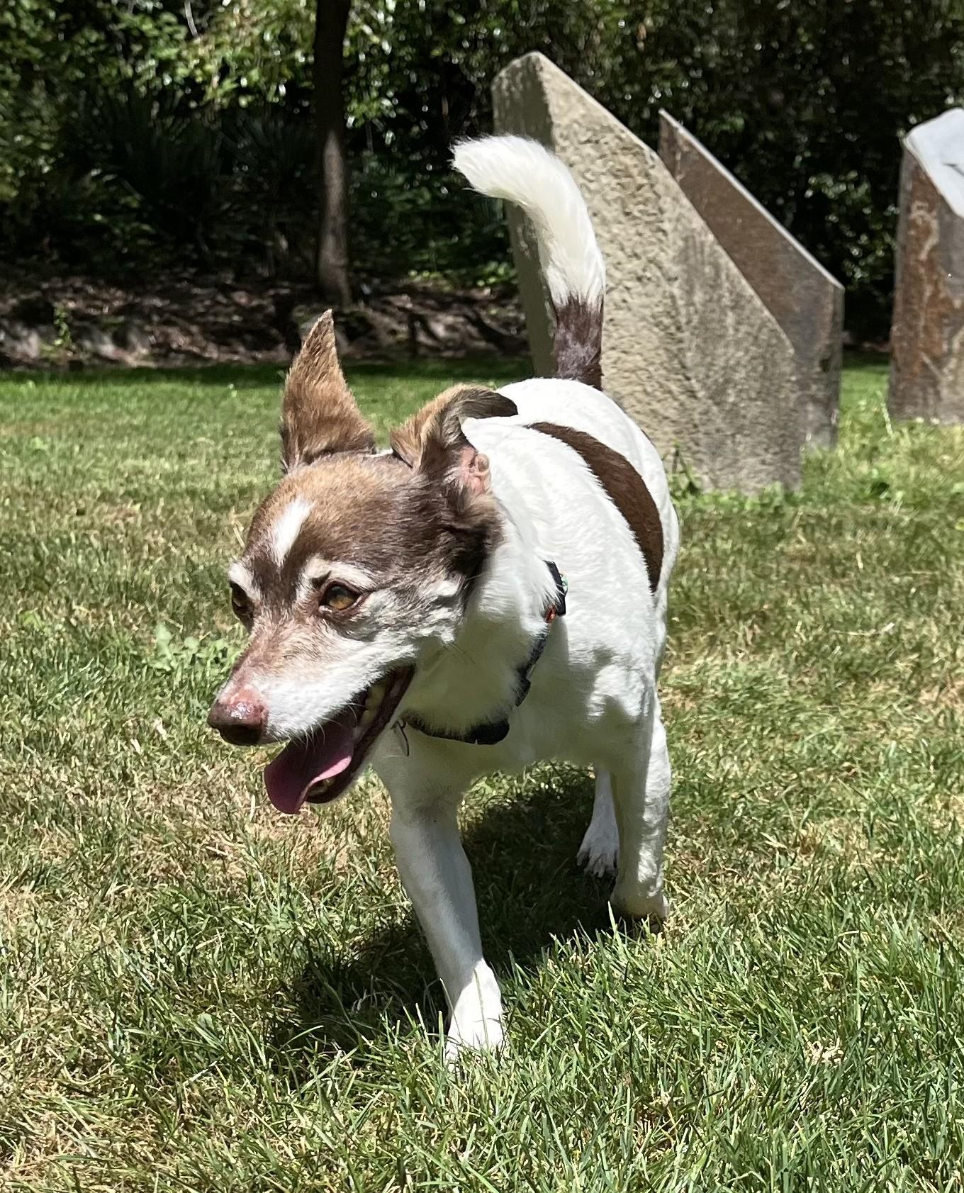 Jack Modesto, a ADOPTABLE mixed breed in Portland, OR image 5/6