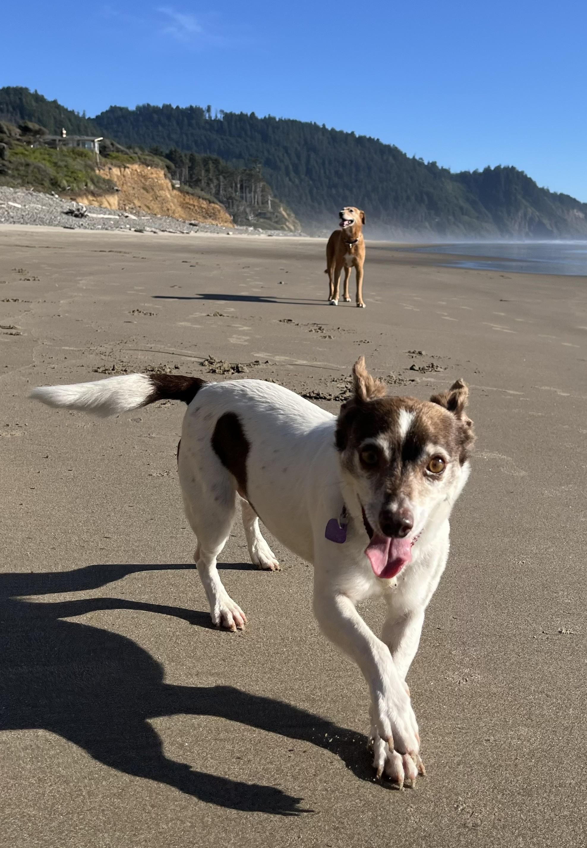 Jack Modesto, a ADOPTABLE mixed breed in Portland, OR image 6/6