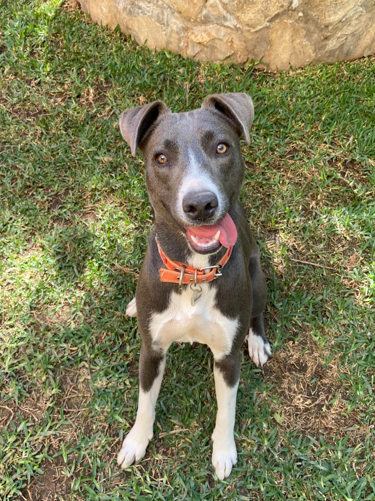 Enlarge Matilde, a Adoptable mixed breed in Sherwood, OR image 10/14