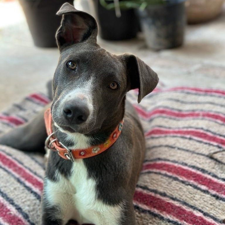 Enlarge Matilde, a Adoptable mixed breed in Sherwood, OR image 14/14