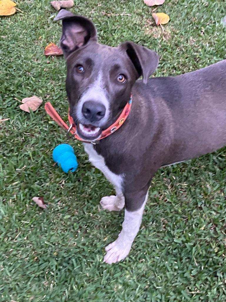 Enlarge Matilde, a Adoptable mixed breed in Sherwood, OR image 13/14