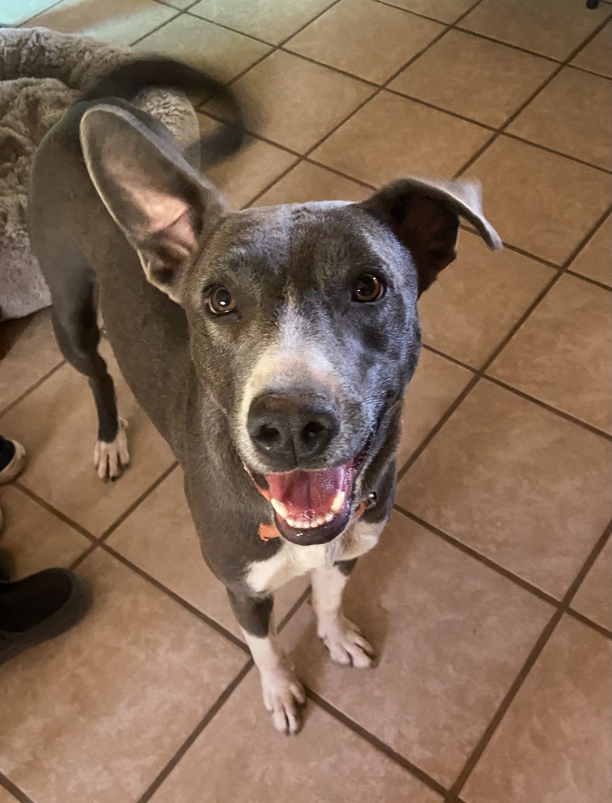 Enlarge Matilde, a Adoptable mixed breed in Sherwood, OR image 12/14