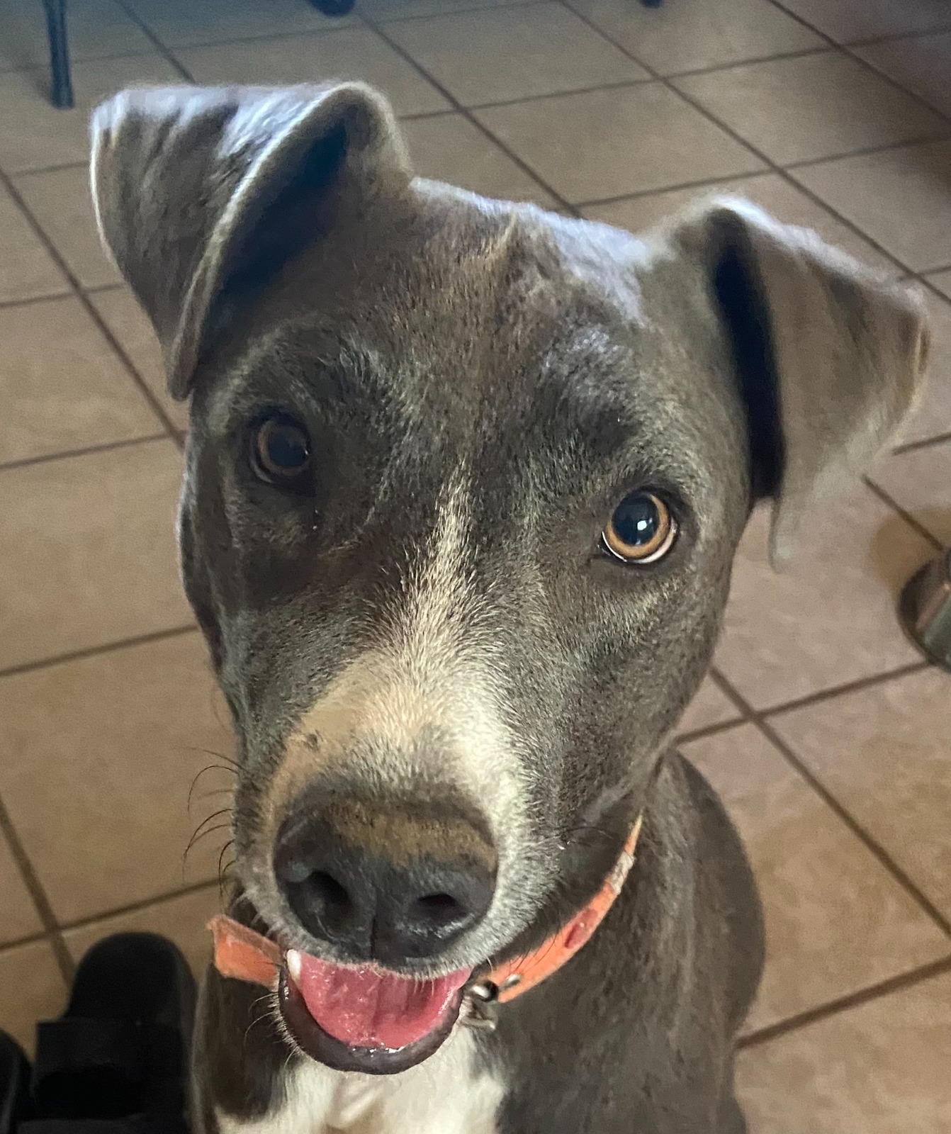 Matilde, a Adoptable mixed breed in Sherwood, OR image 1/14