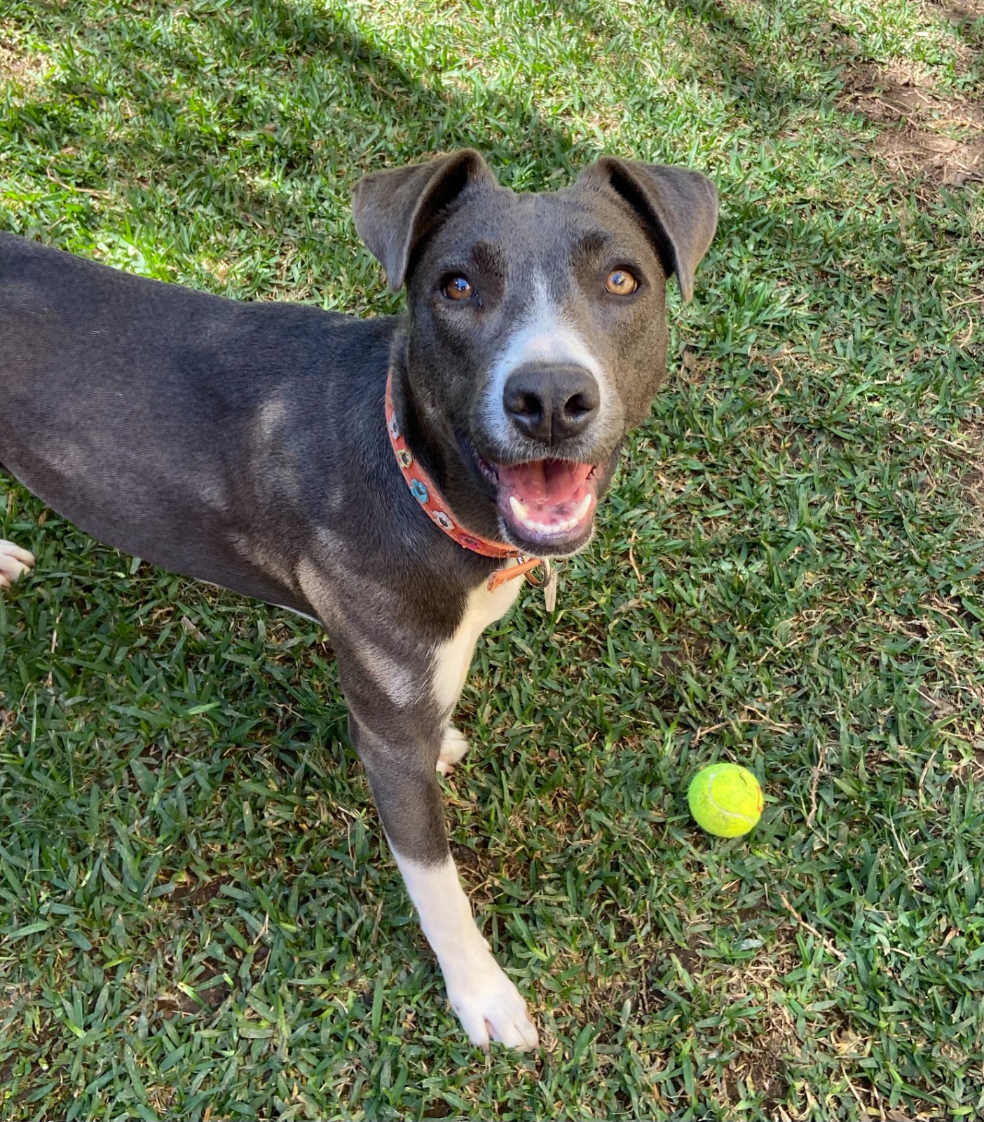 Enlarge Matilde, a Adoptable mixed breed in Sherwood, OR image 11/14