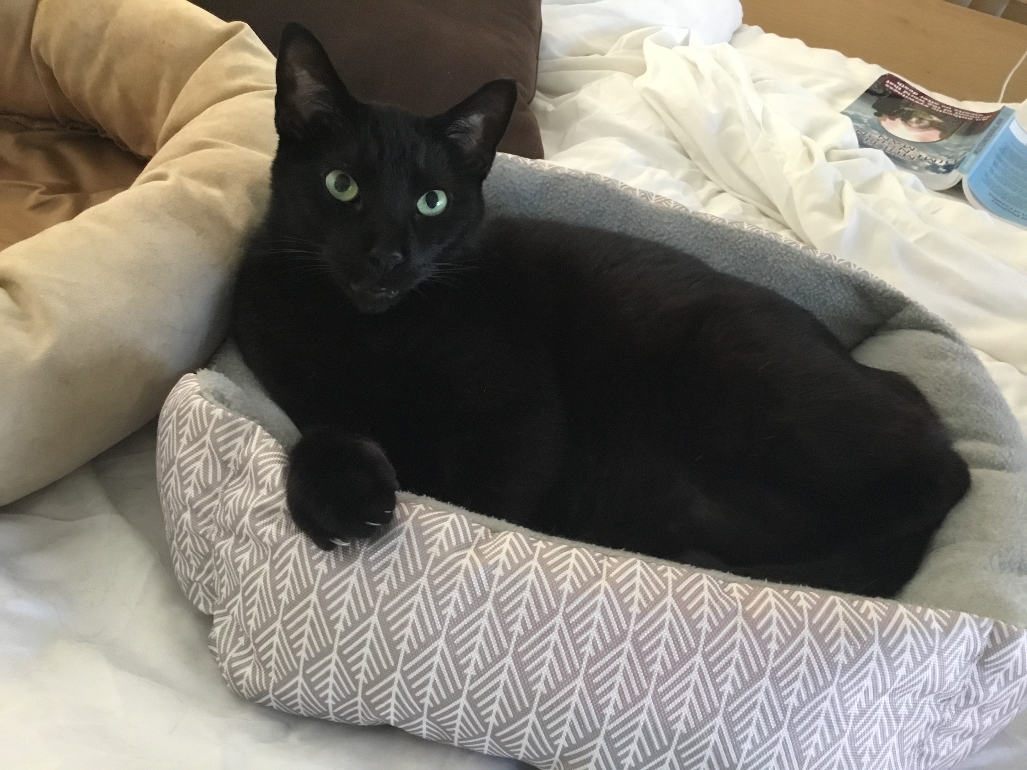 Sammy, a Adoptable Domestic Short Hair in Palm Bay, FL image 1/4