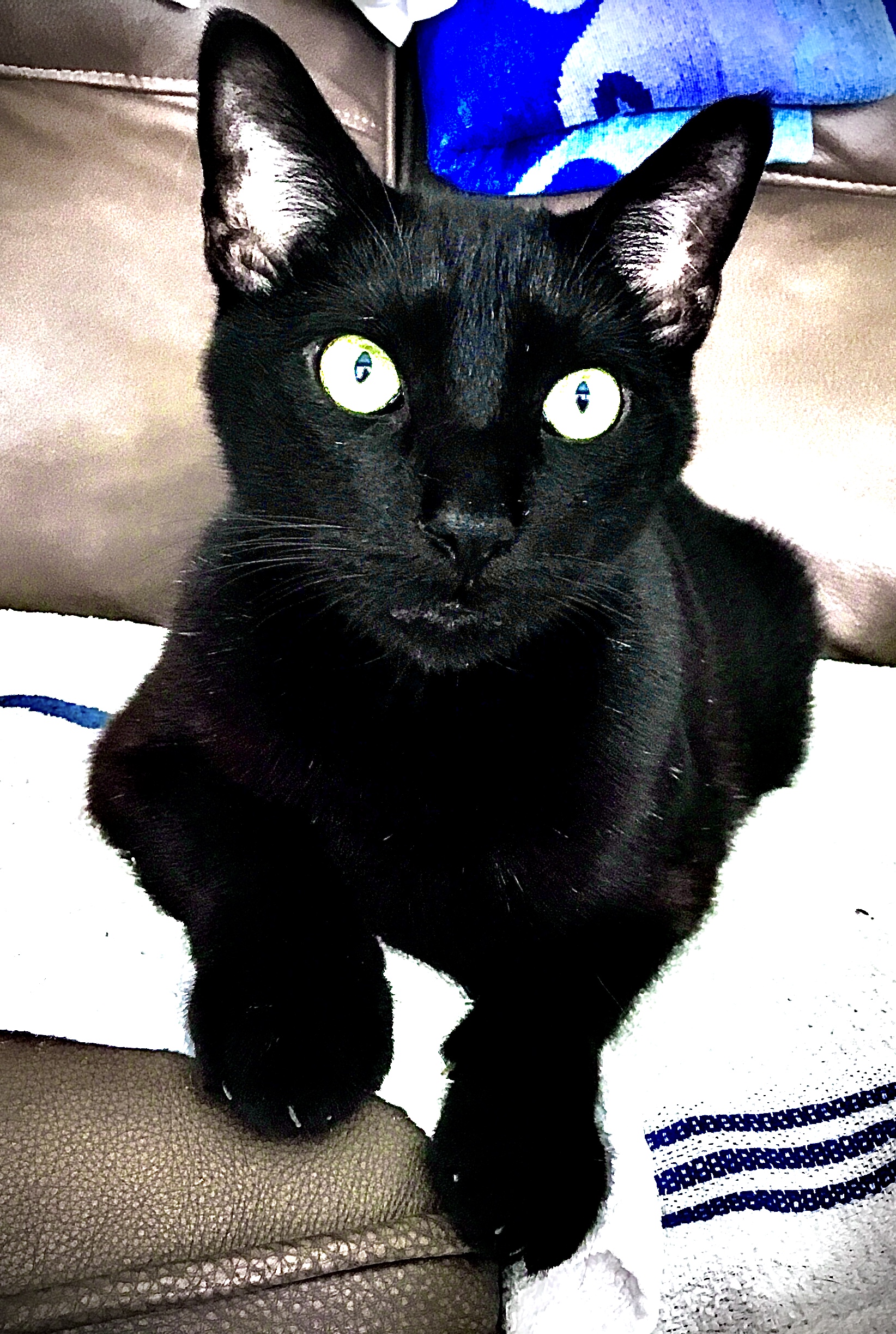 Sammy, a Adoptable Domestic Short Hair in Palm Bay, FL image 2/4