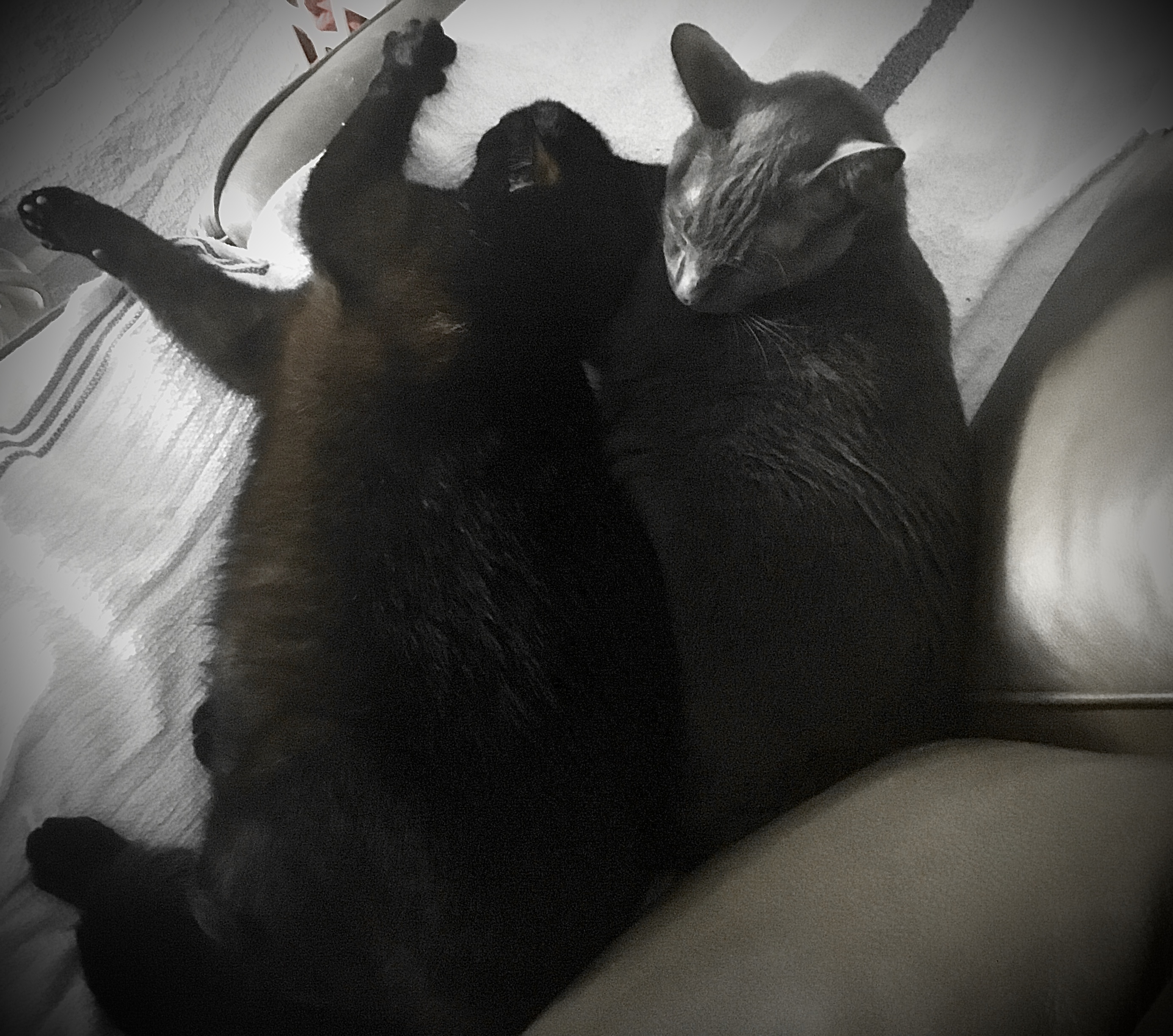 Sammy, a Adoptable Domestic Short Hair in Palm Bay, FL image 3/4