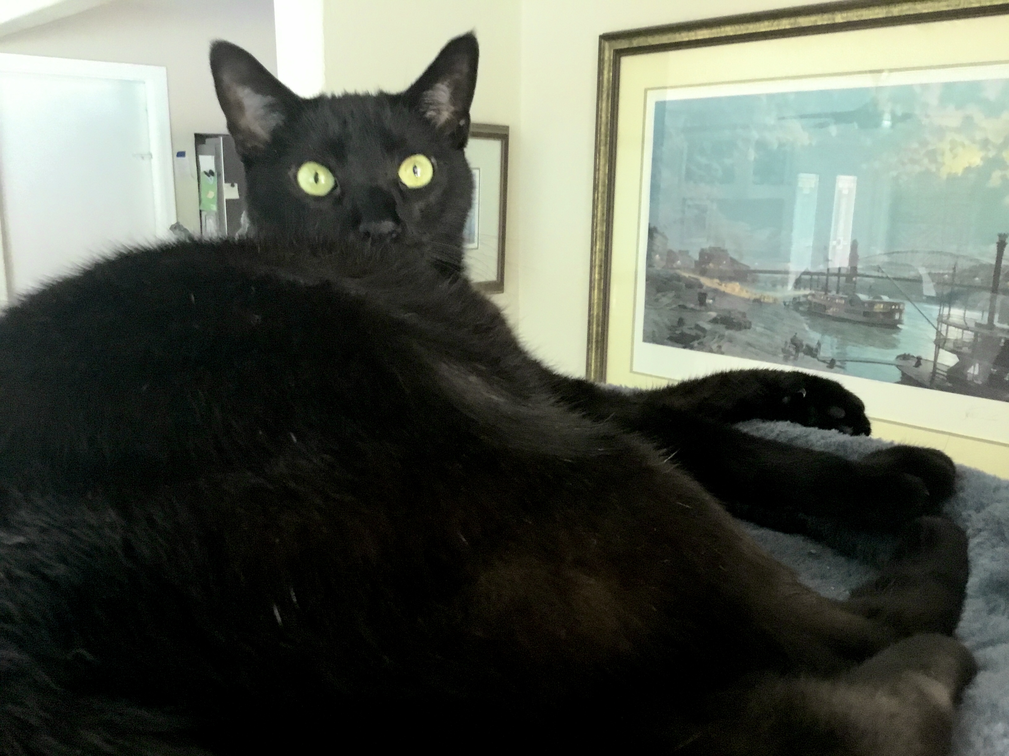 Sammy, a Adoptable Domestic Short Hair in Palm Bay, FL image 4/4